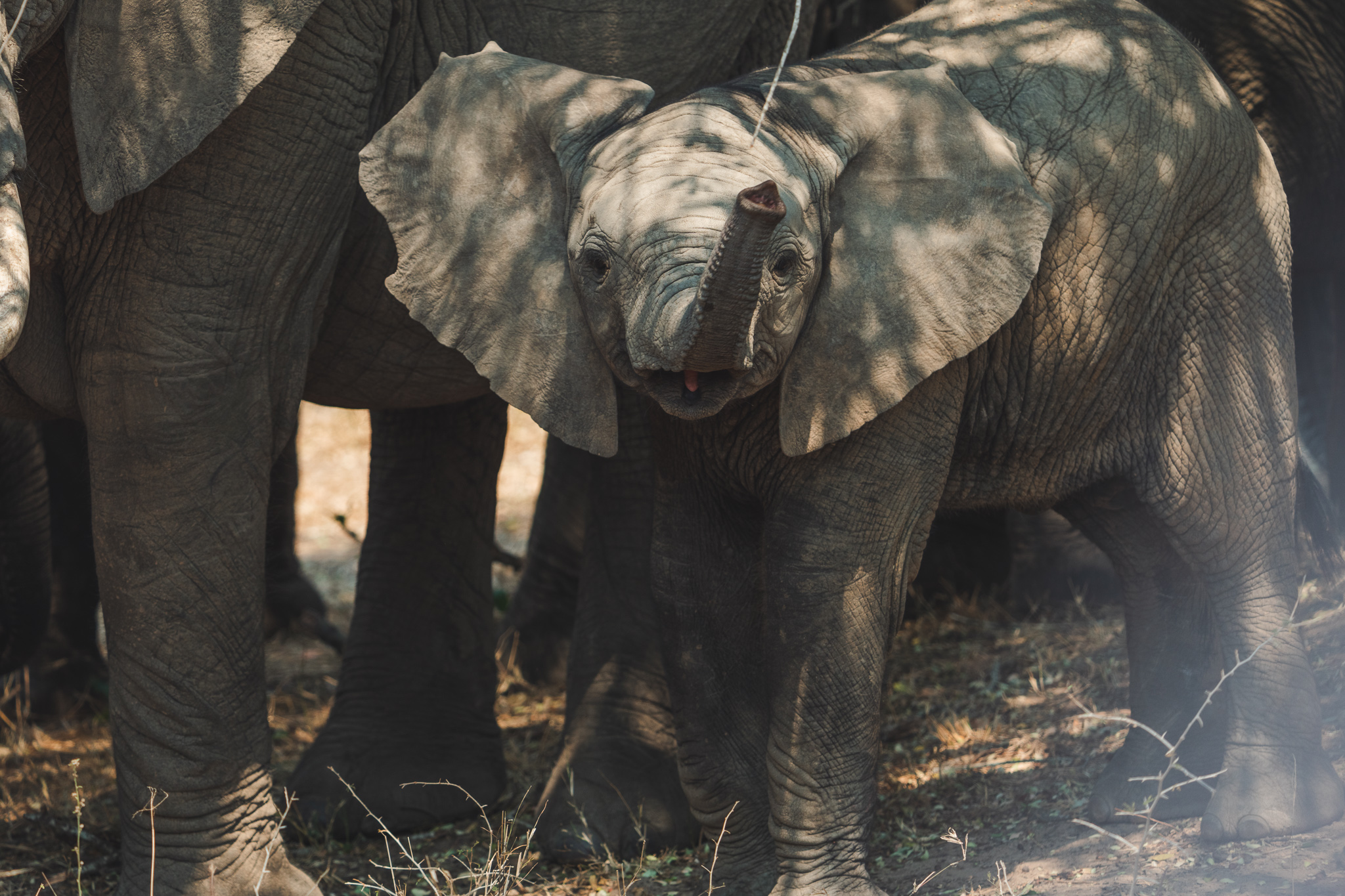 Baby Elephant looking at the camera at Kruger National Park