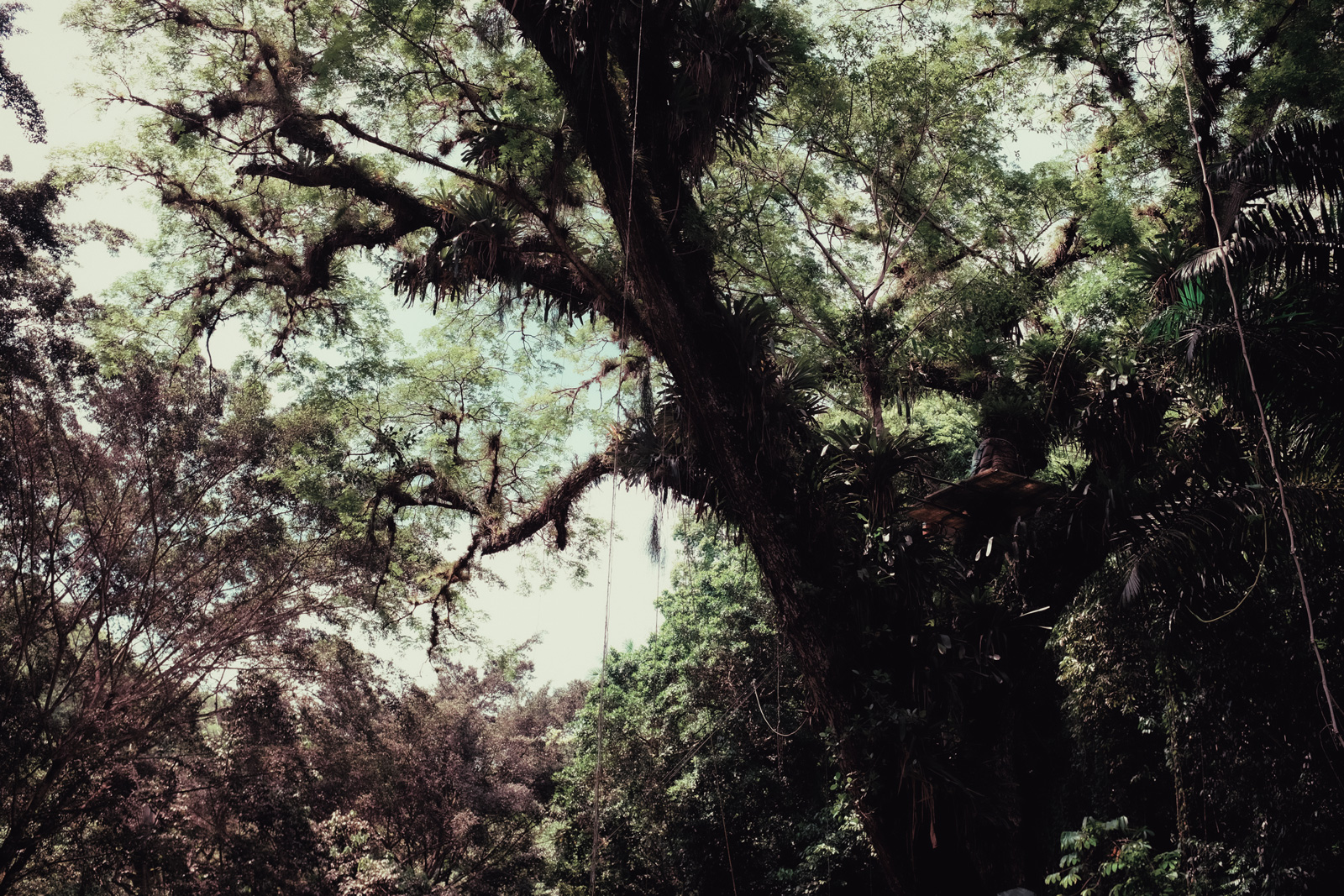 A tree with moss shot at YS Falls, Jamaica
