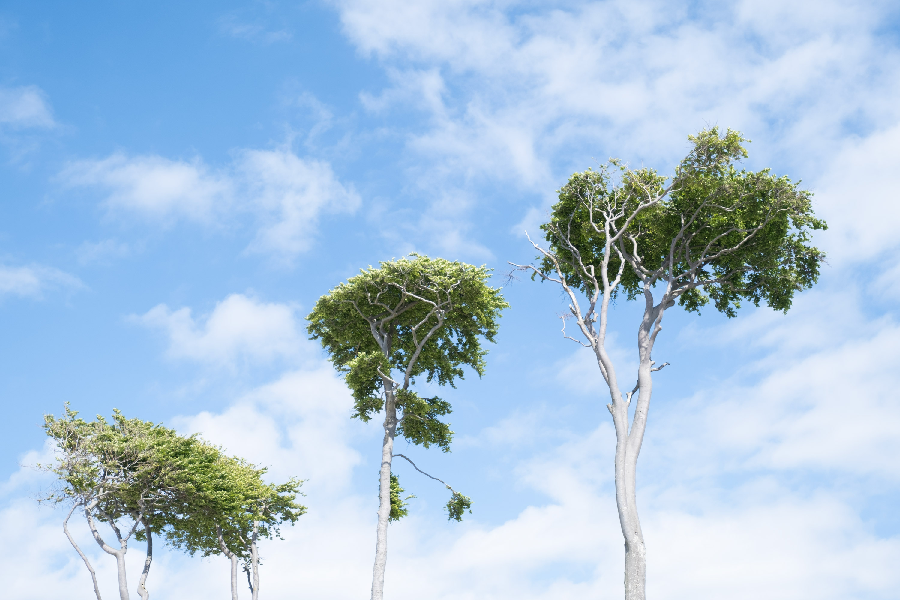 Three trees against a blue sky with scattered clouds, photographed from below by Sebastian Niendieker with a Fujifilm X-T4