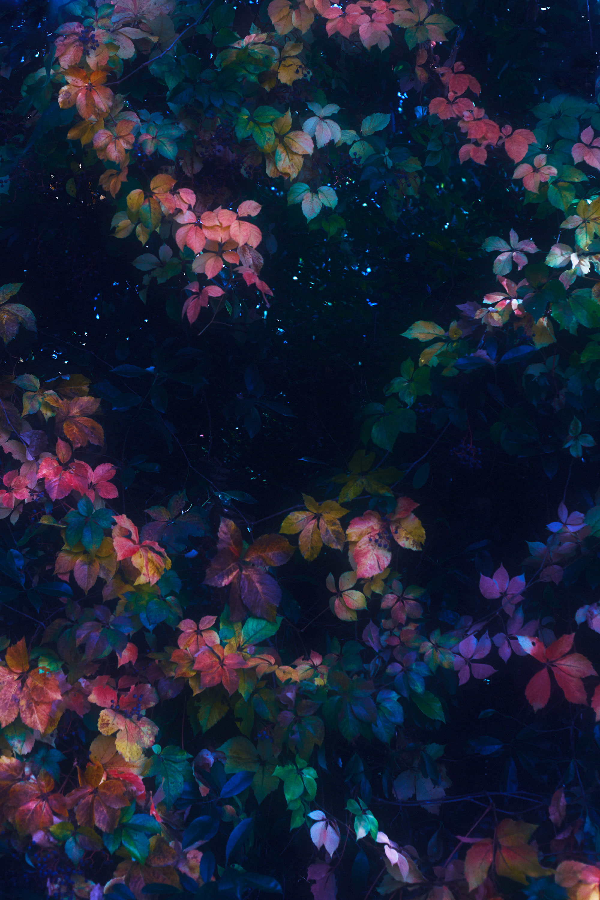 Foliage in vibrant colours, shot and edited by Steph O'Connor