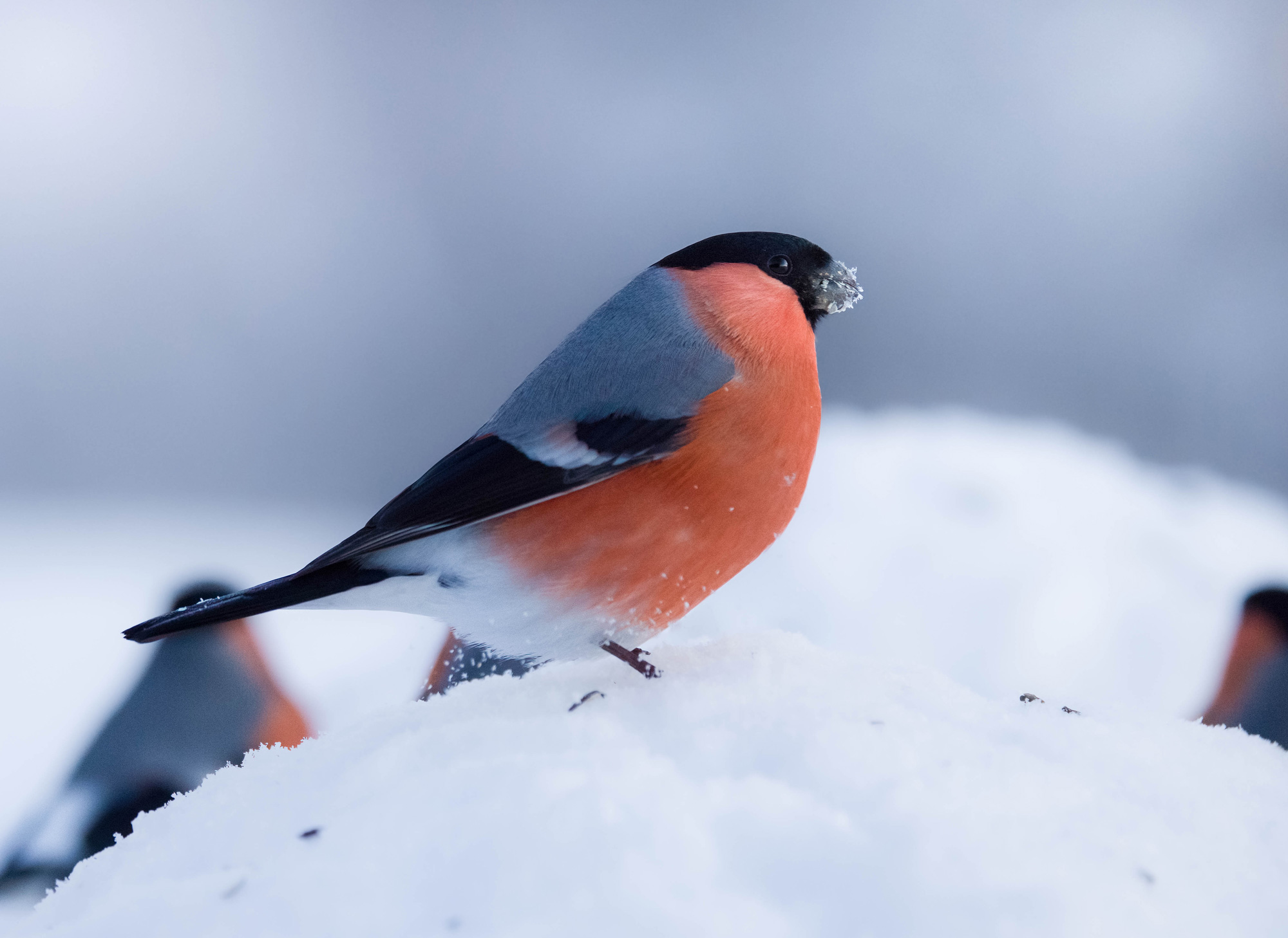 A red, grey and black bullfinch bird with an icy beak standing on snow in northern Sweden, shot by Hannah Stitfall with a Canon EOS R5