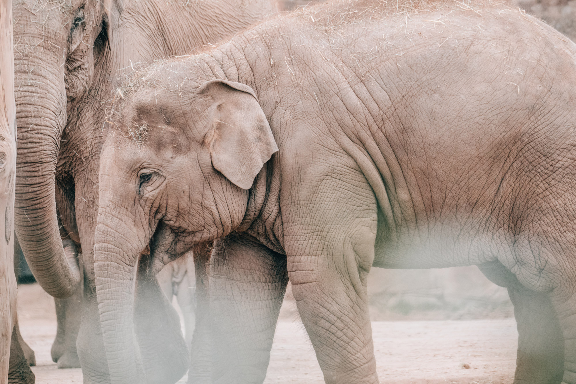 Un éléphanteau devant un éléphant adulte. Prise par Emily Lowrey avec le Panasonic Lumix DC-GH5.

