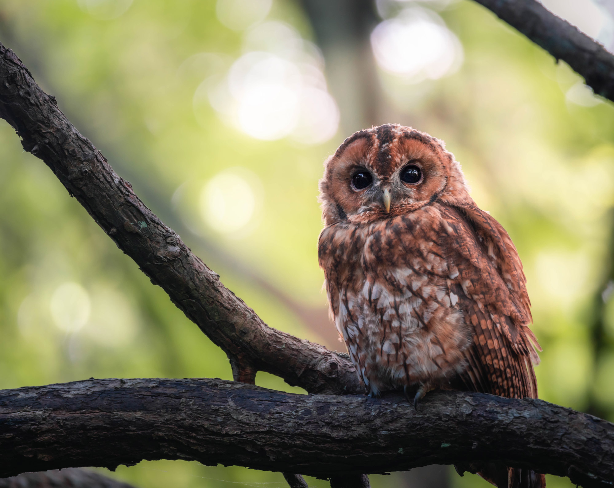 A tawny owl stands on a branch