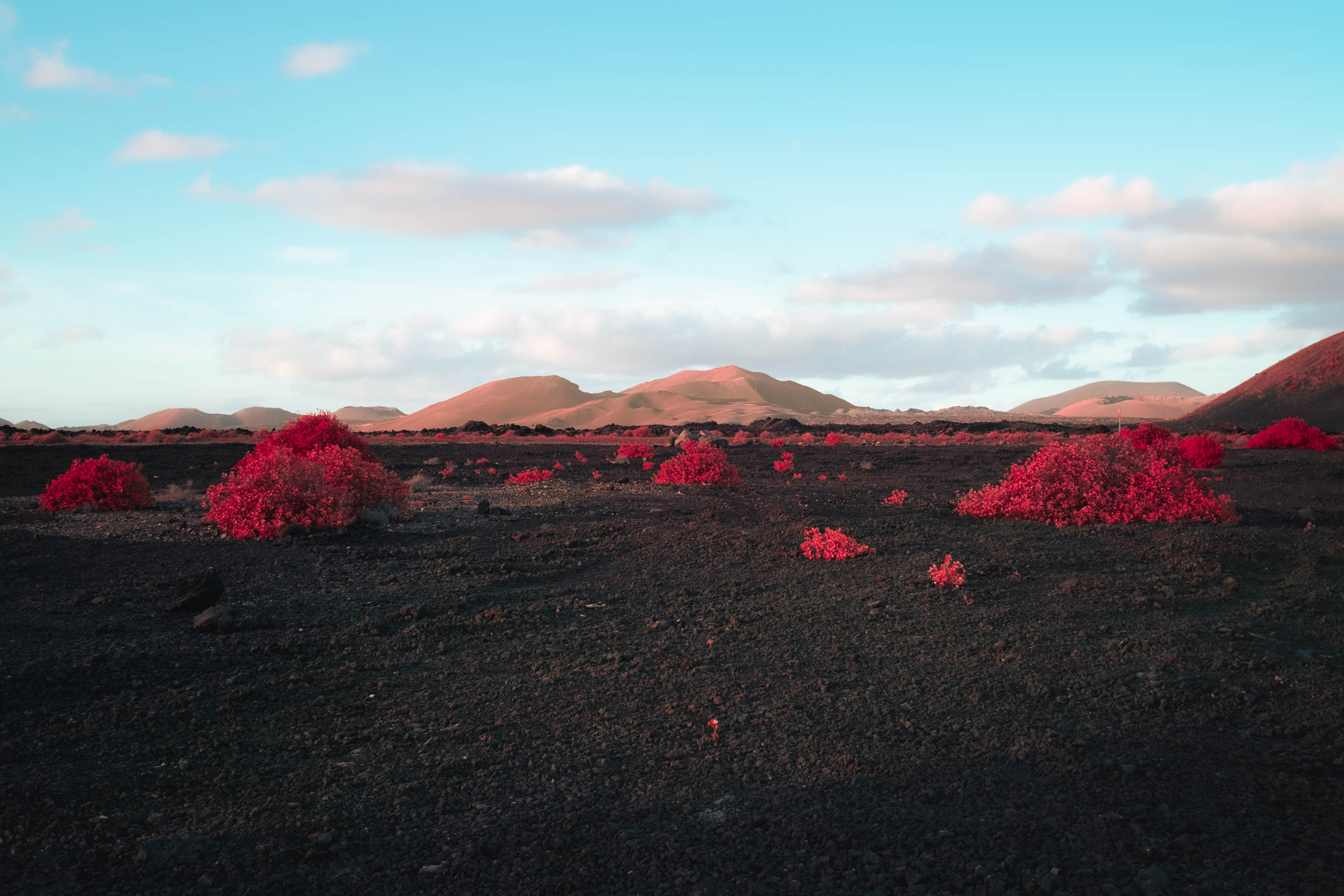 An infrared wide photo of dark volcanic scrubland with scattered pink shrubs in Lanzarote, shot by Ian Howorth with an IR-Converted Fujifilm X-T1