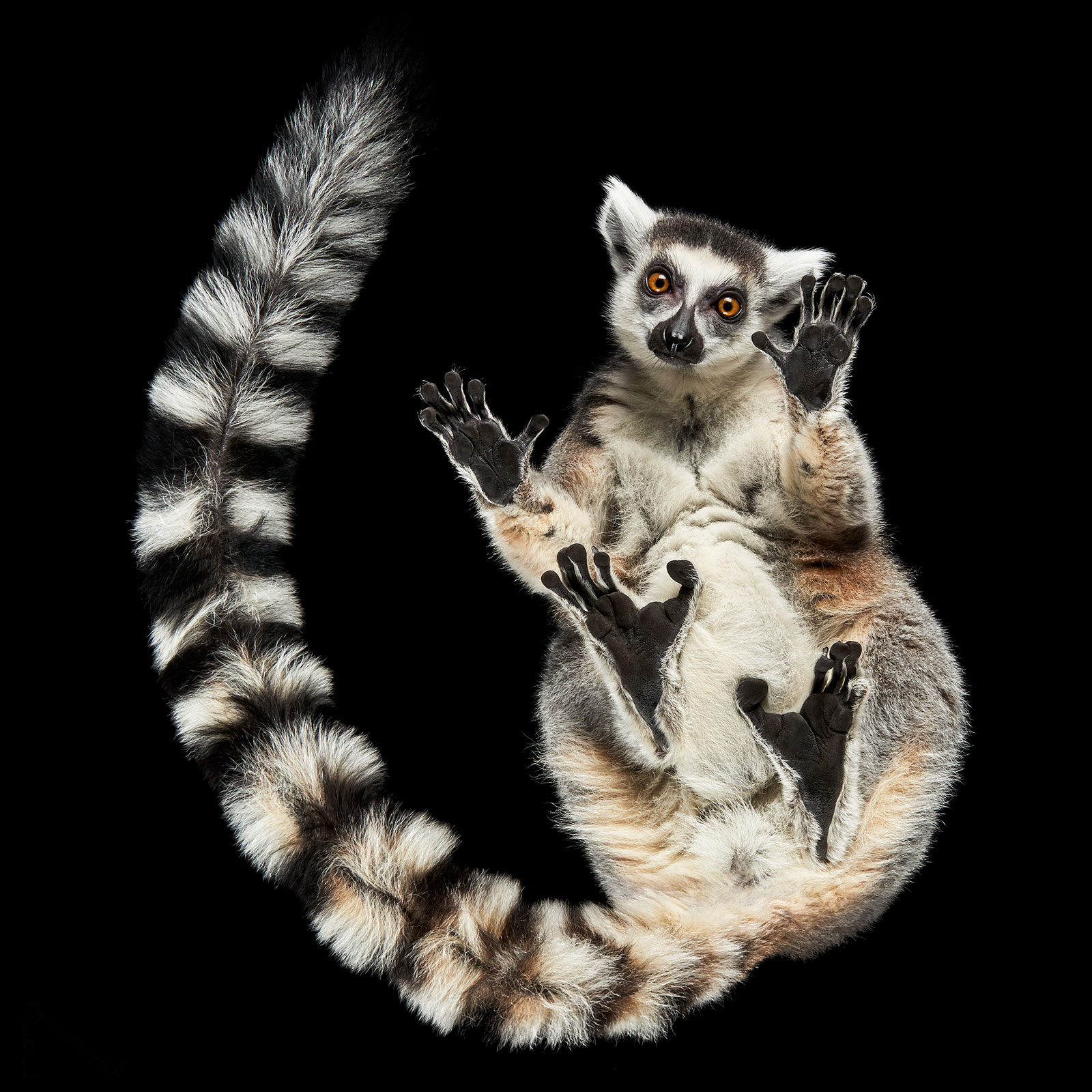 Under-Lemur by photographer Andrius Burba, the underside of a lemur shot against a black background.