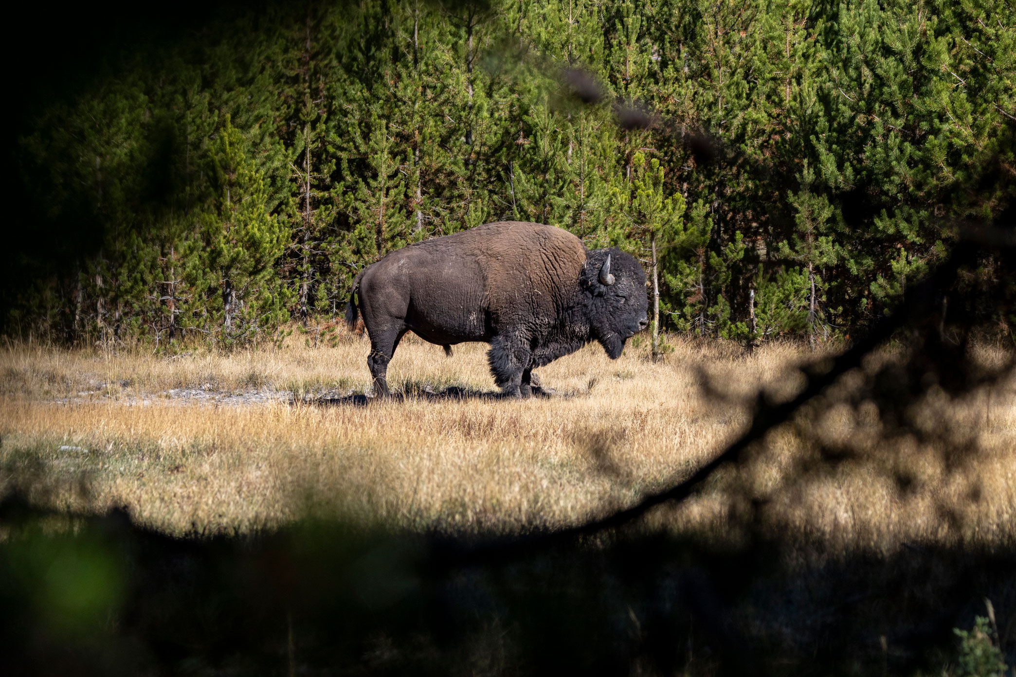 Foto eines Bisons im Yellowstone National Park in den Wäldern von Wyoming, USA. Aufgenommen von Kristi Townsend mit einer Canon EOS R7.