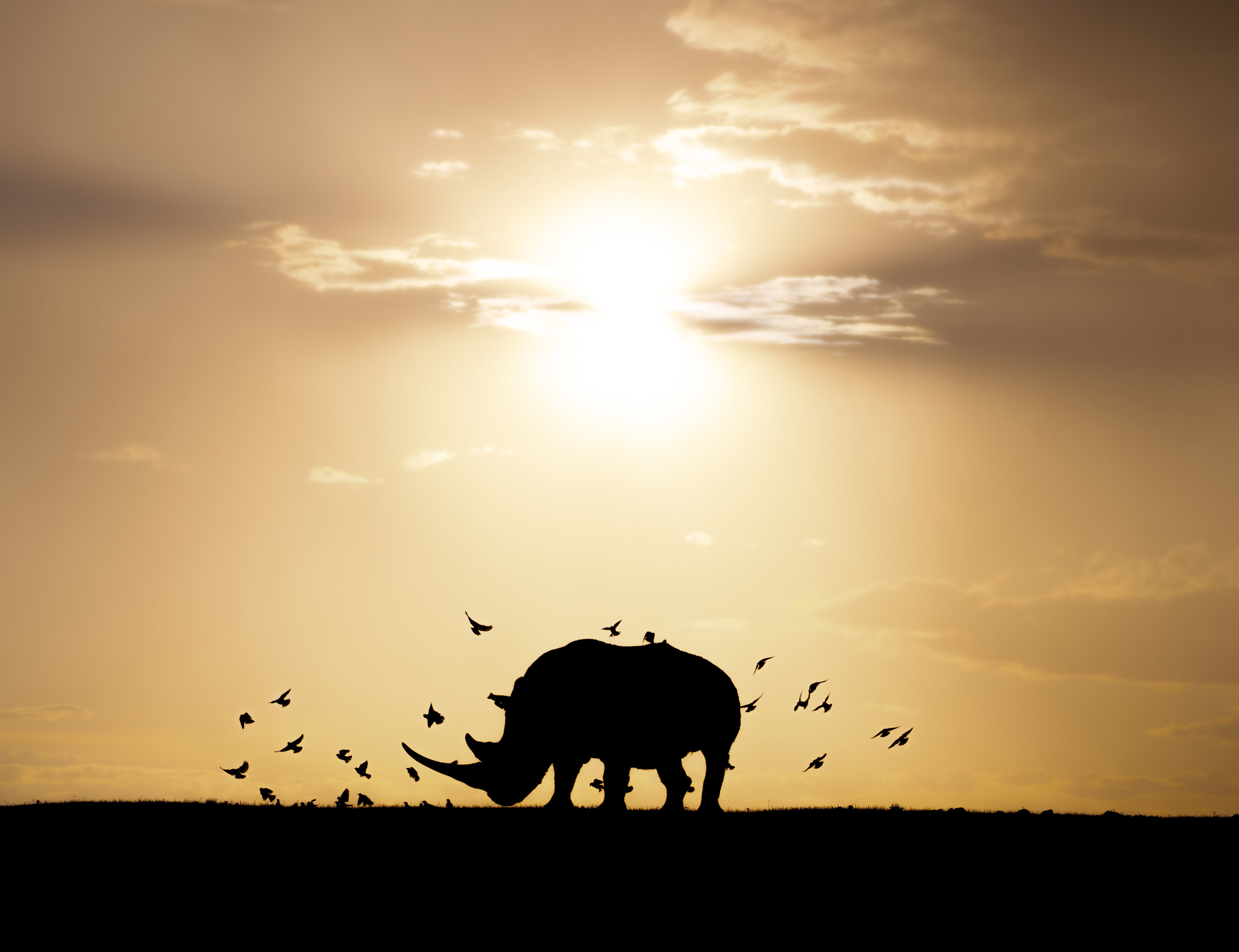 Die Silhouette eines Breitmaulnashorns umgeben von Vögeln, fotografiert von Lara Jackson mit einer Nikon Z9 und Nikon Z 100-400mm f/4.5-5.6 VR S