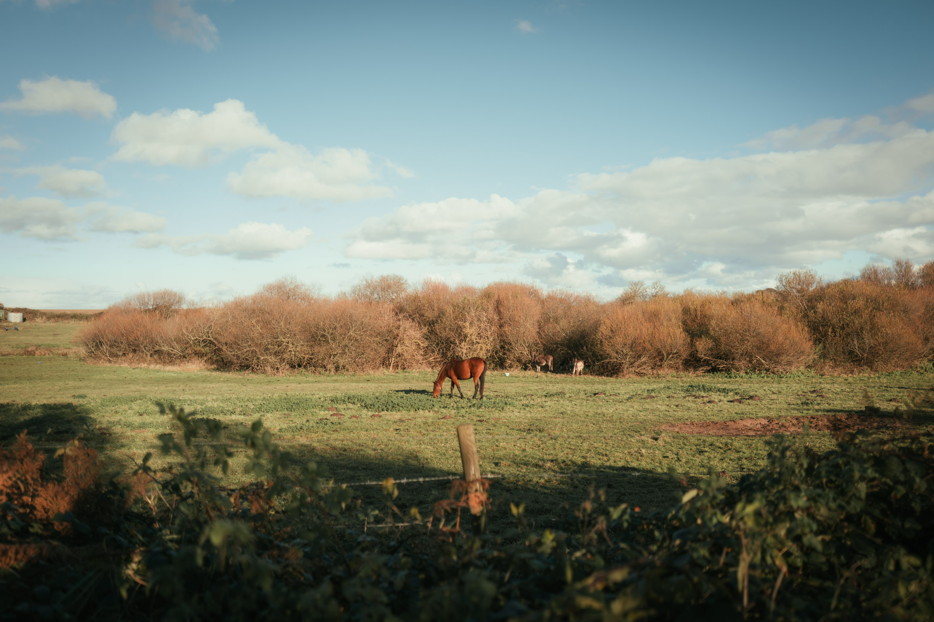 Ein Pferd in der Mitte eines Feldes, das Gras frisst