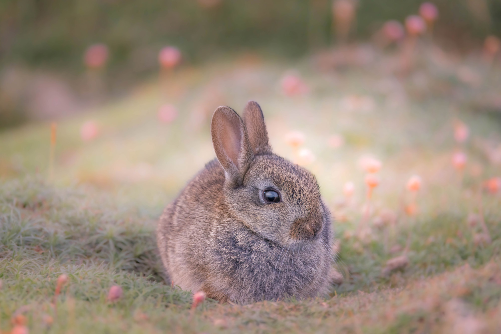 A rabbit in a field
