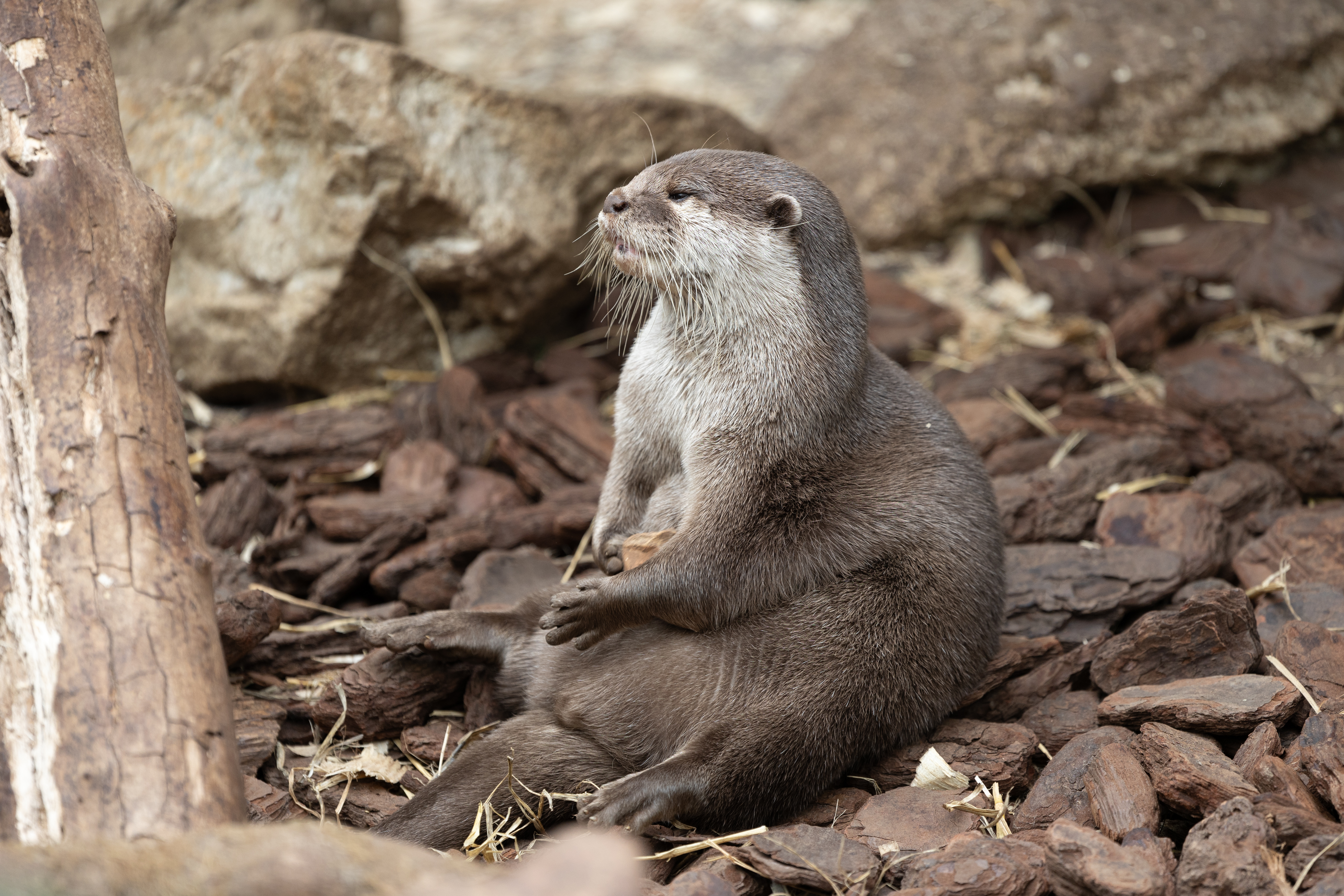 An otter sits holding a small wood chip, looking to the left of the frame. It is surrounded by more wood chips.