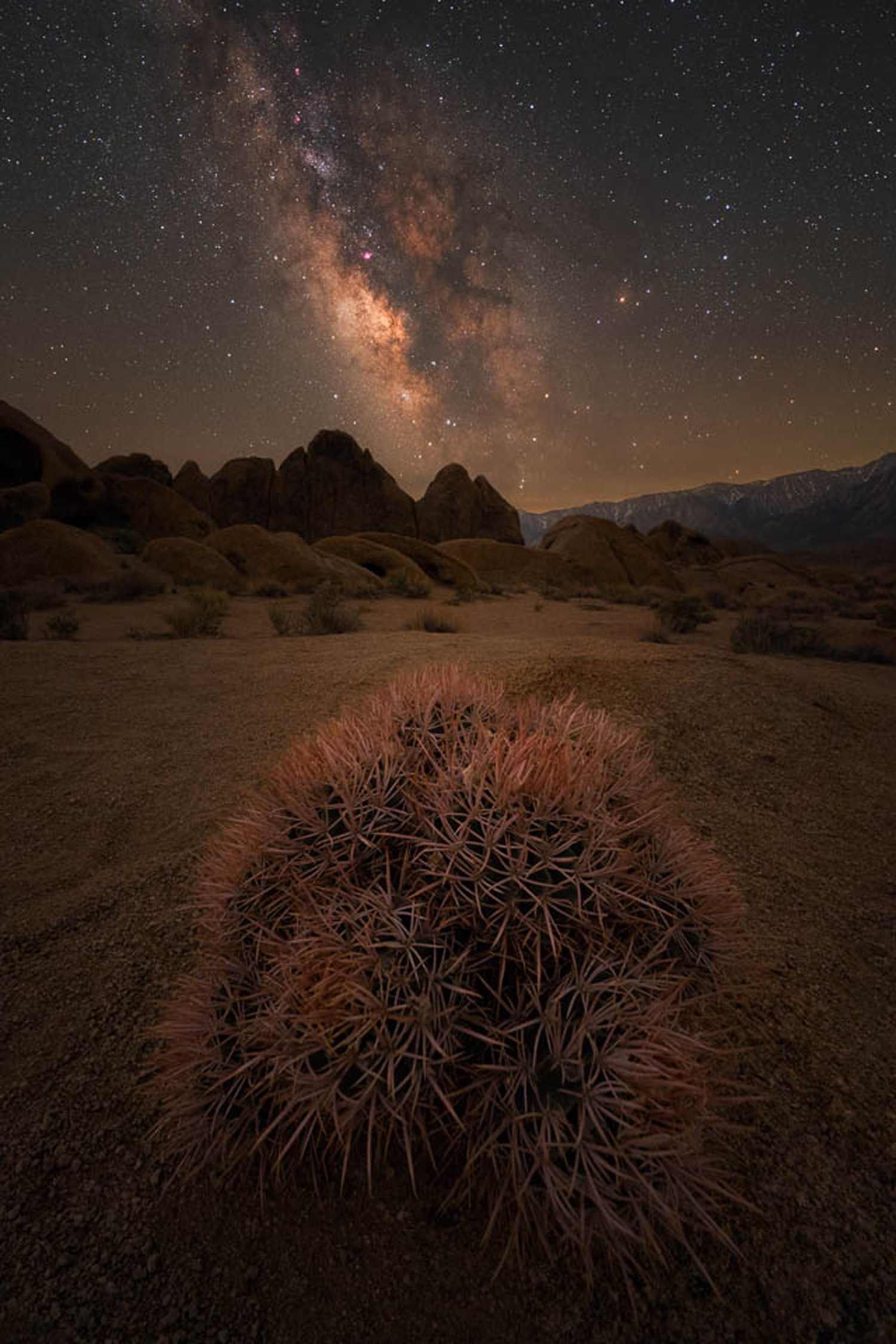 Astro landscape photo of a bush with mountains and a star-filled sky in the background, shot with the Samyang AF 14mm f/2.8 by Alyn Wallace