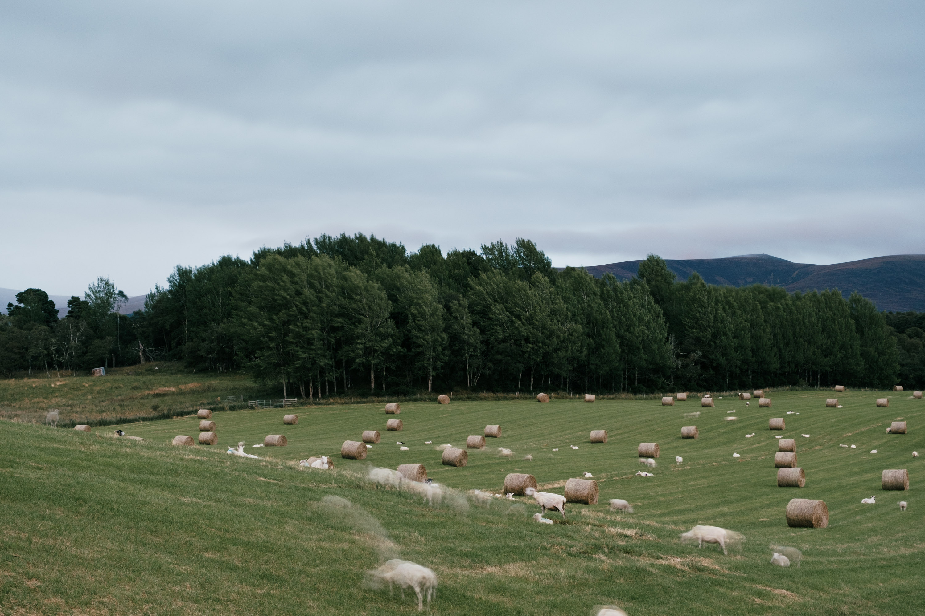 An ISO test of the Fujifilm X-T4, in a field with sheep. ISO 200. By Ian Howorth.