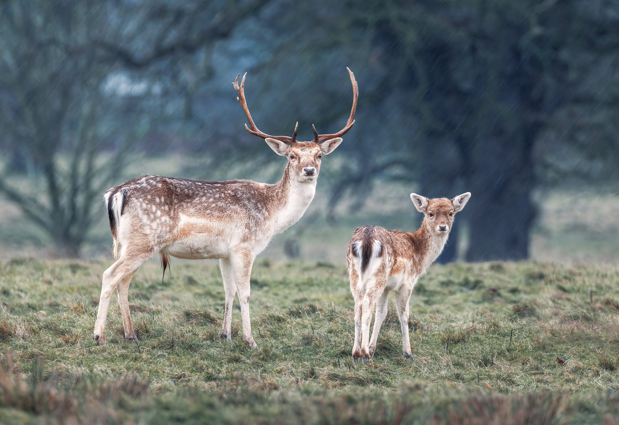 Deux cerfs dans un champ