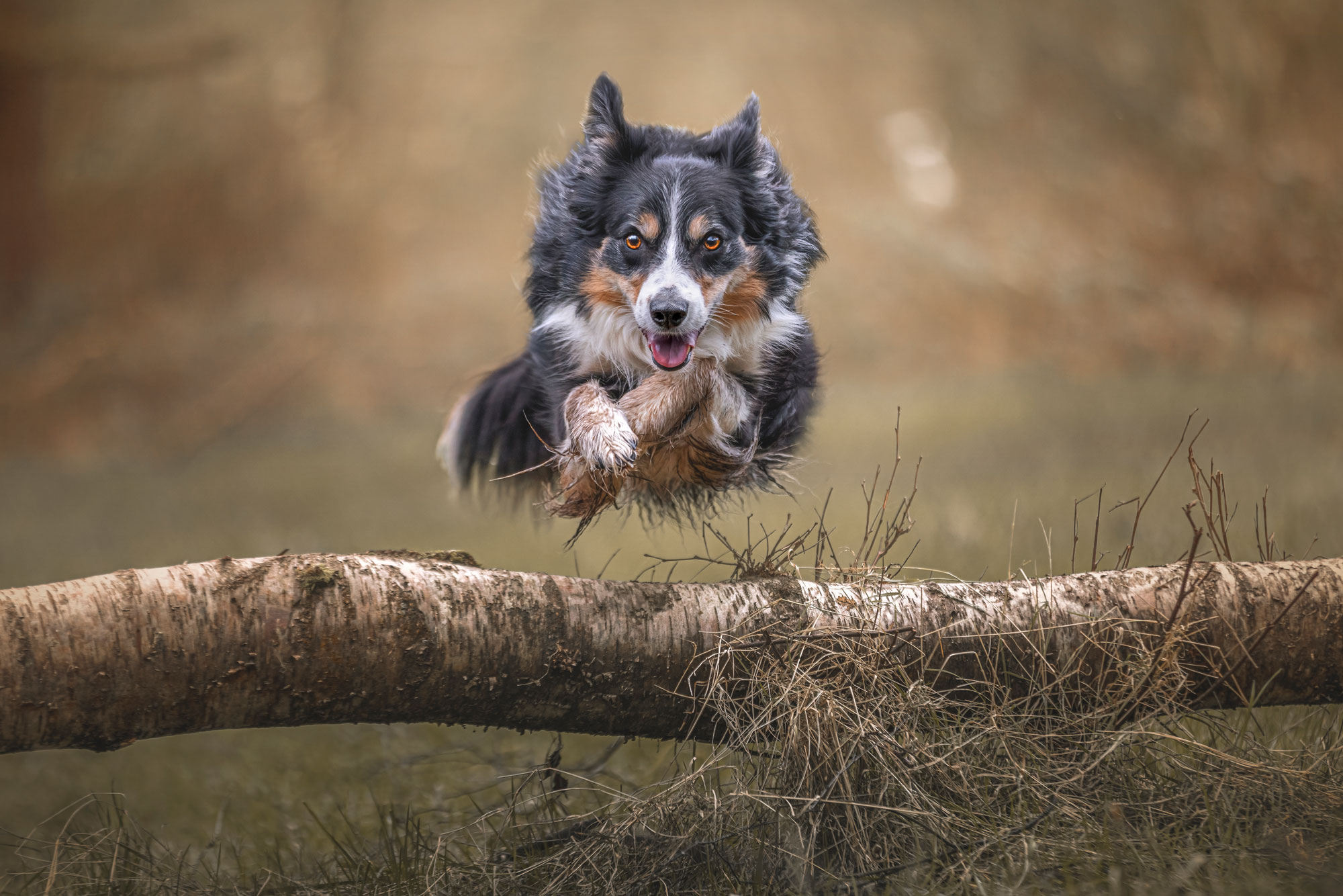 Un Border Collie saute par-dessus une branche