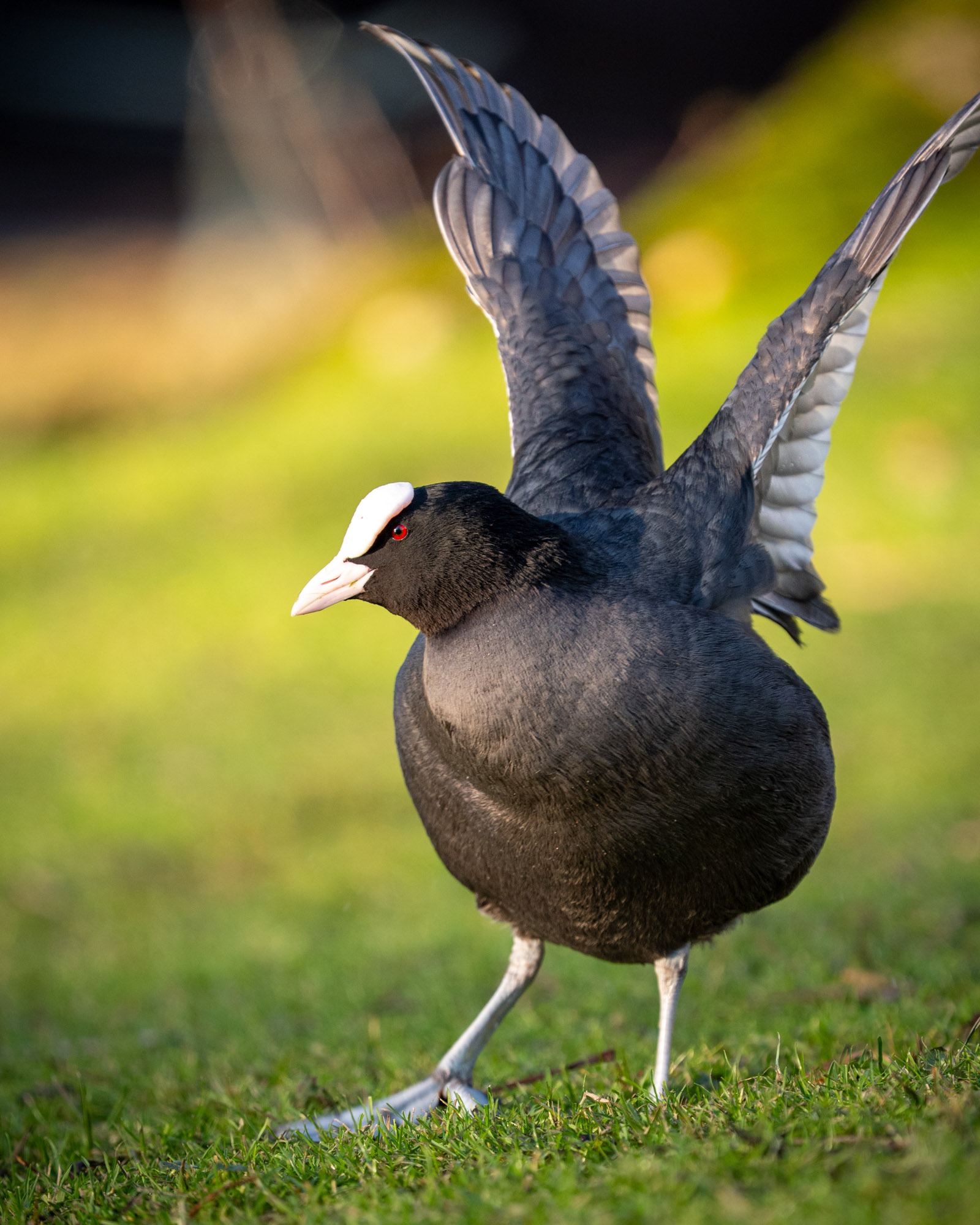 Scherpe wildlife foto van een meerkoet in beweging, vastgelegd op ooghoogte met natuurlijk licht en een zachte groene achtergrond.