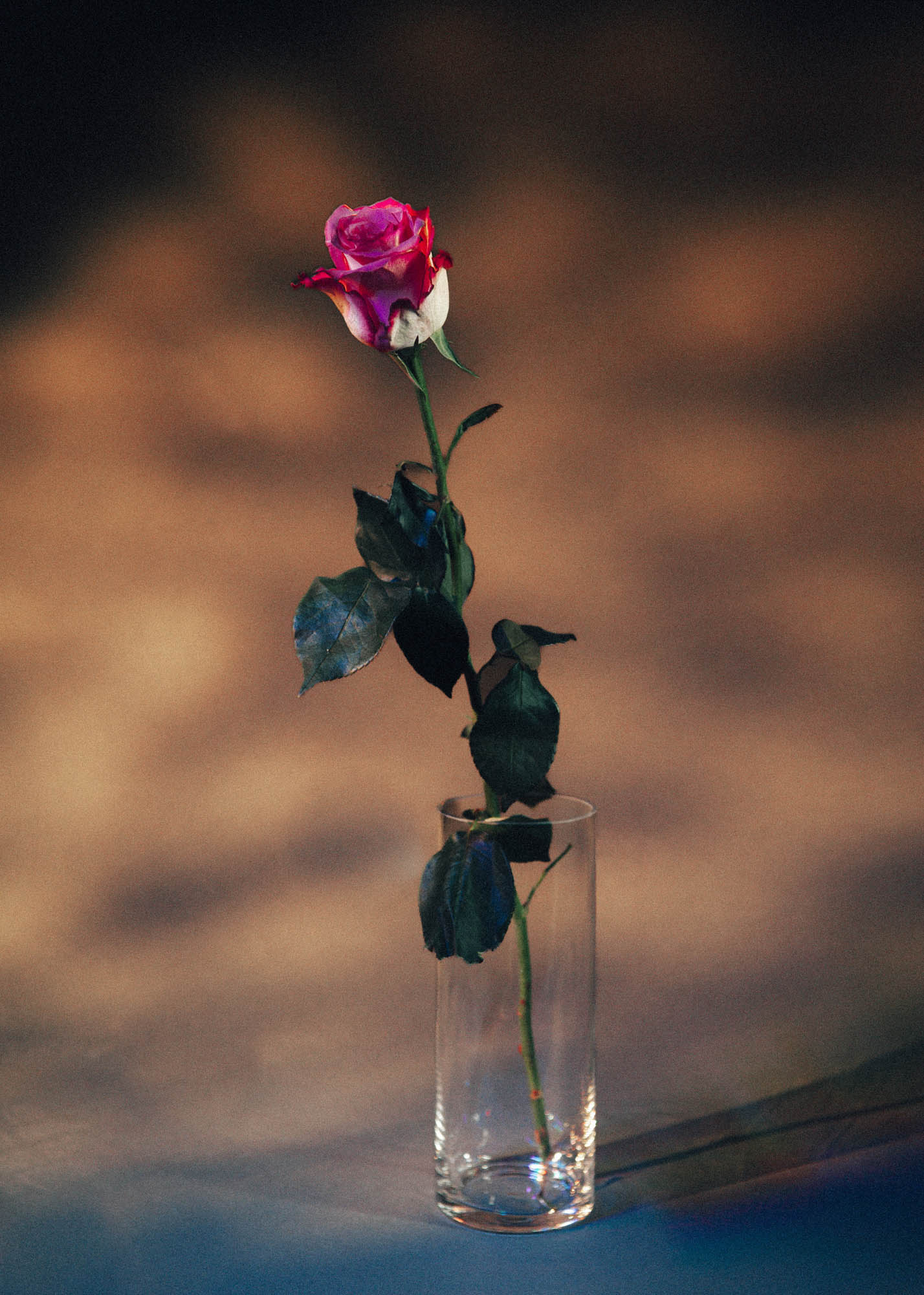 A rose in a glass vase. Shot on the Nikon D700 by Ian Howorth.