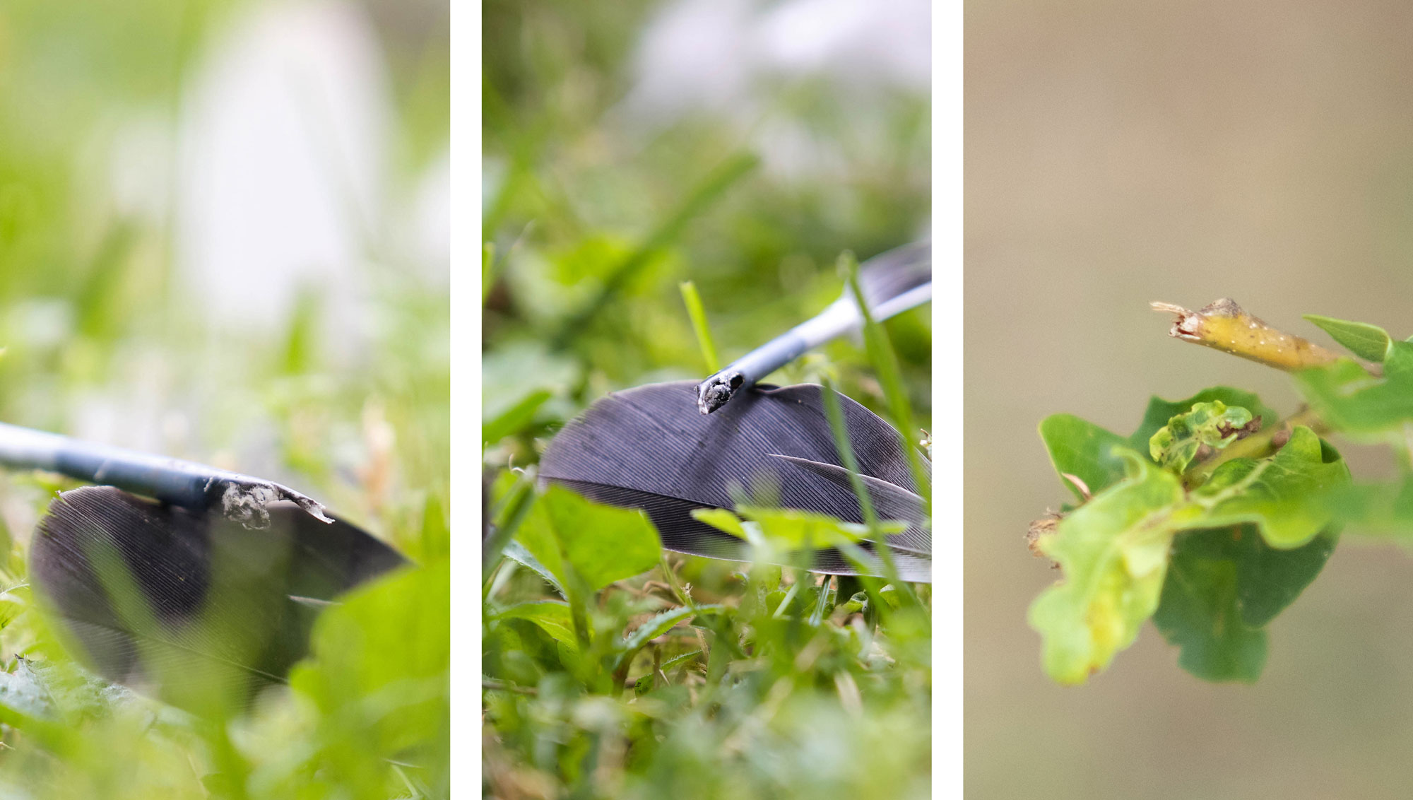 Trois images de traces de rongements.