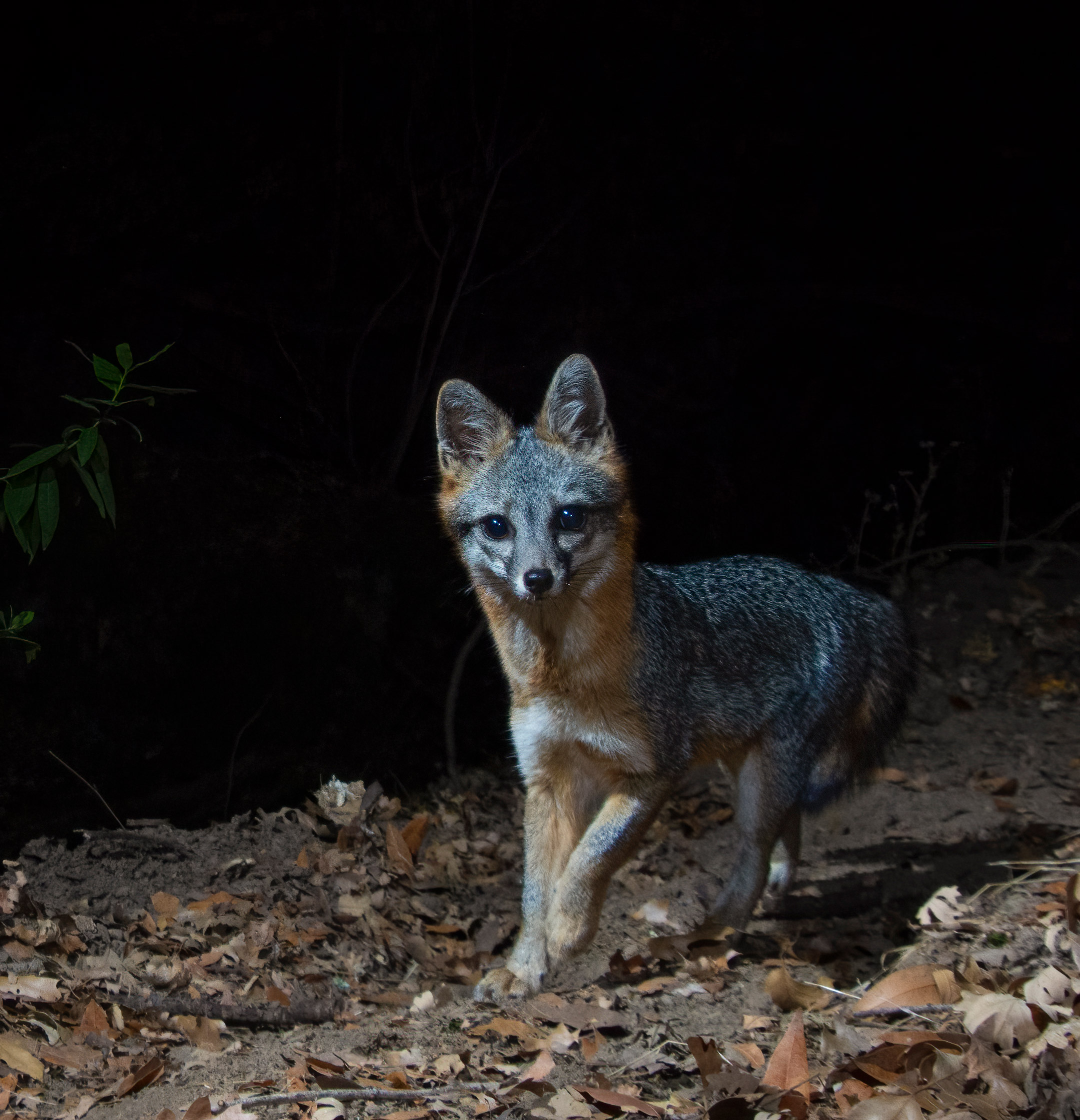 A gray fox walking along a trail at nighttime looking at camera trap