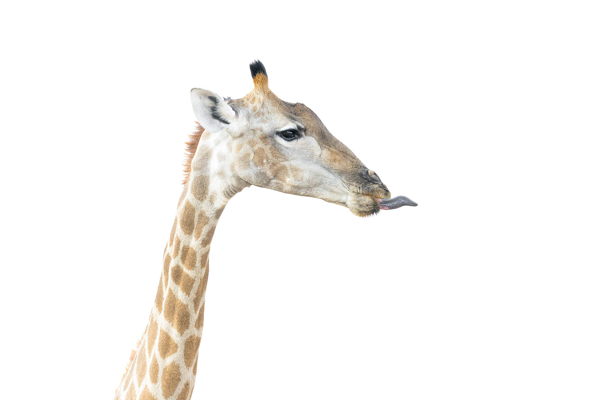 A close-up of a giraffe with its tongue out with a white background, shot by Richard Peters with the Nikon Z9.