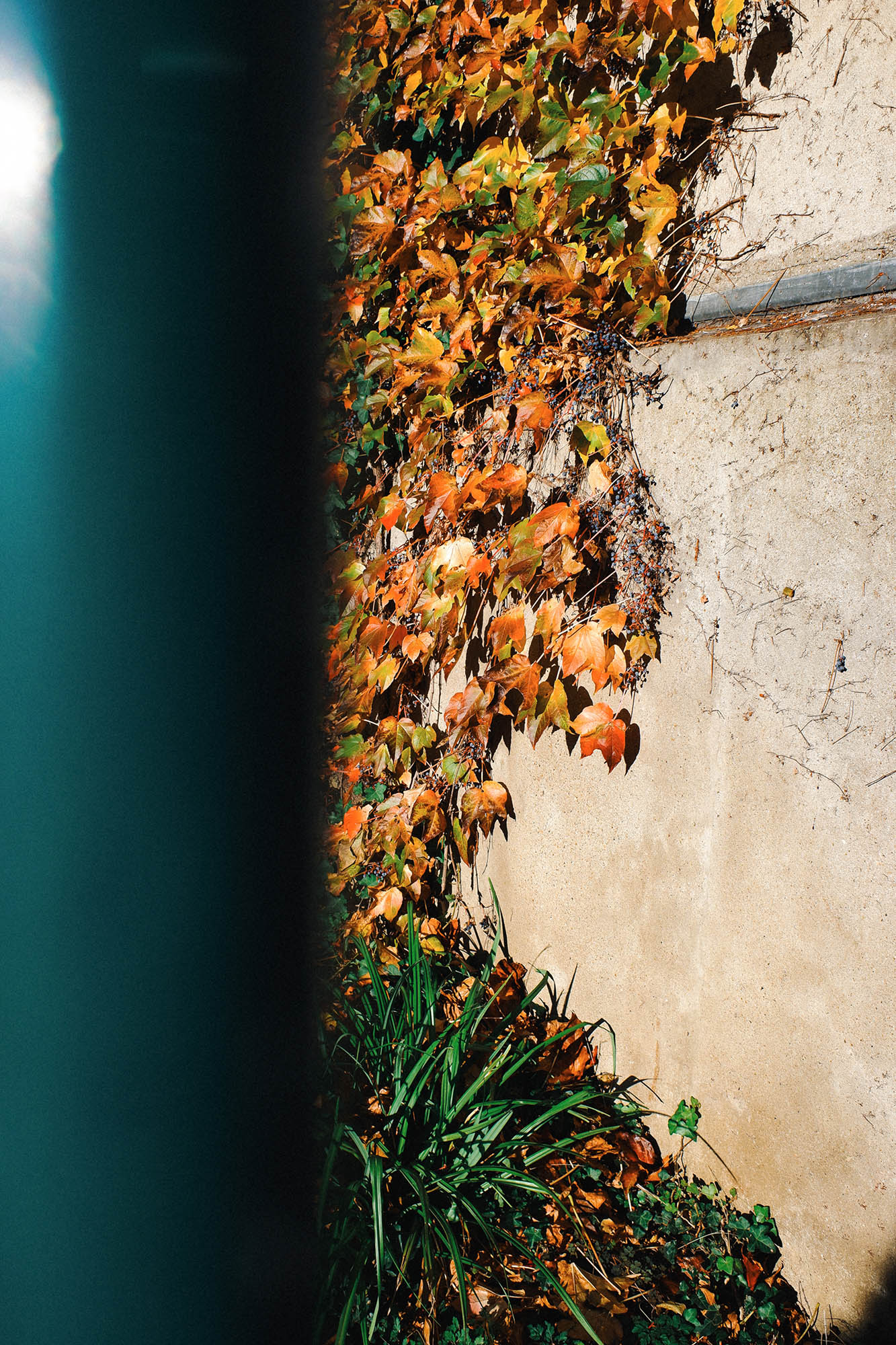 Autumn foliage climbing up a wall in bright sunlight, creating a rich mix of warm tones, detailed leaves and natural textures.
