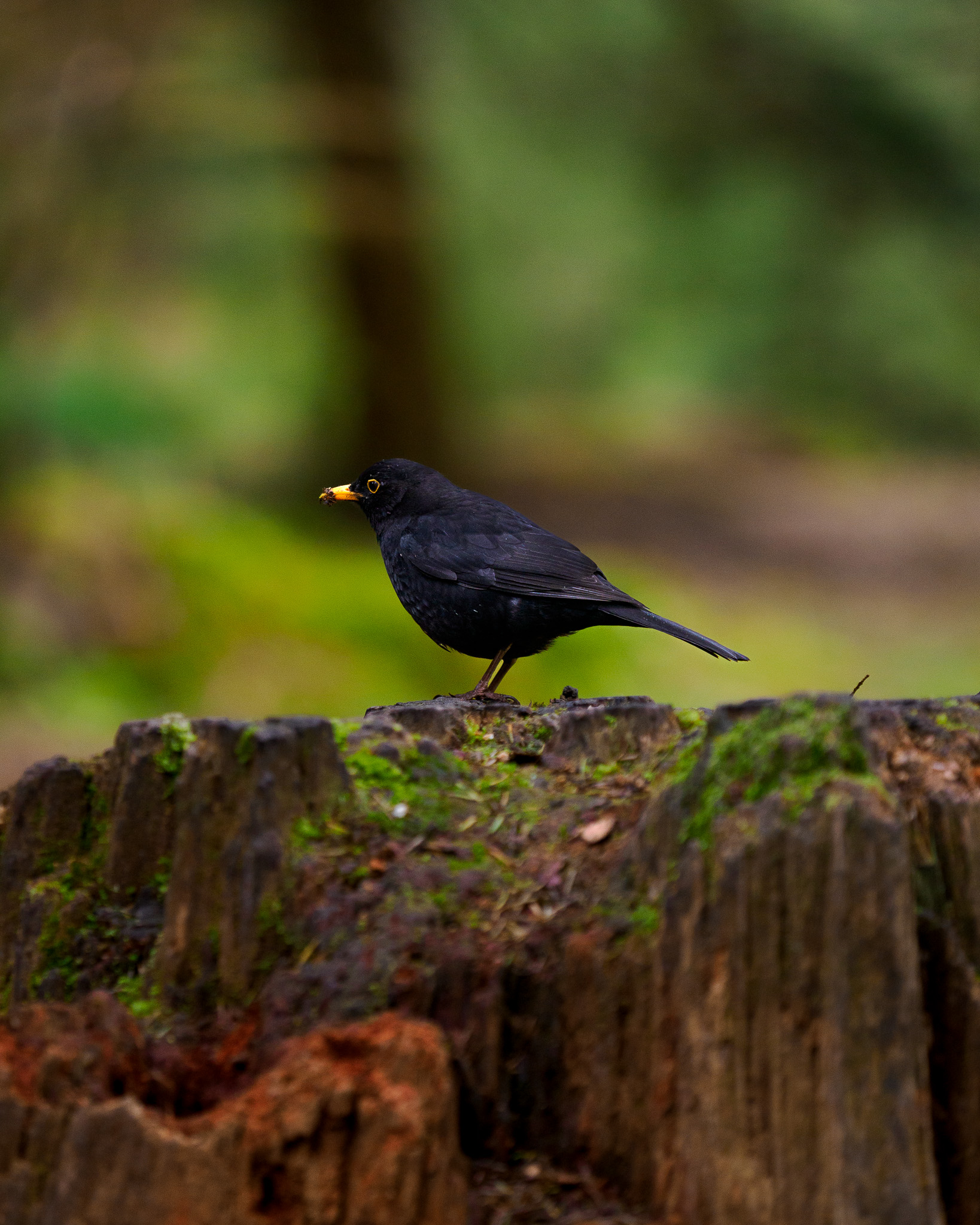 Eine Amsel auf einem Baumstumpf, fotografiert von Connor Redmond mit der OM System OM-1.
