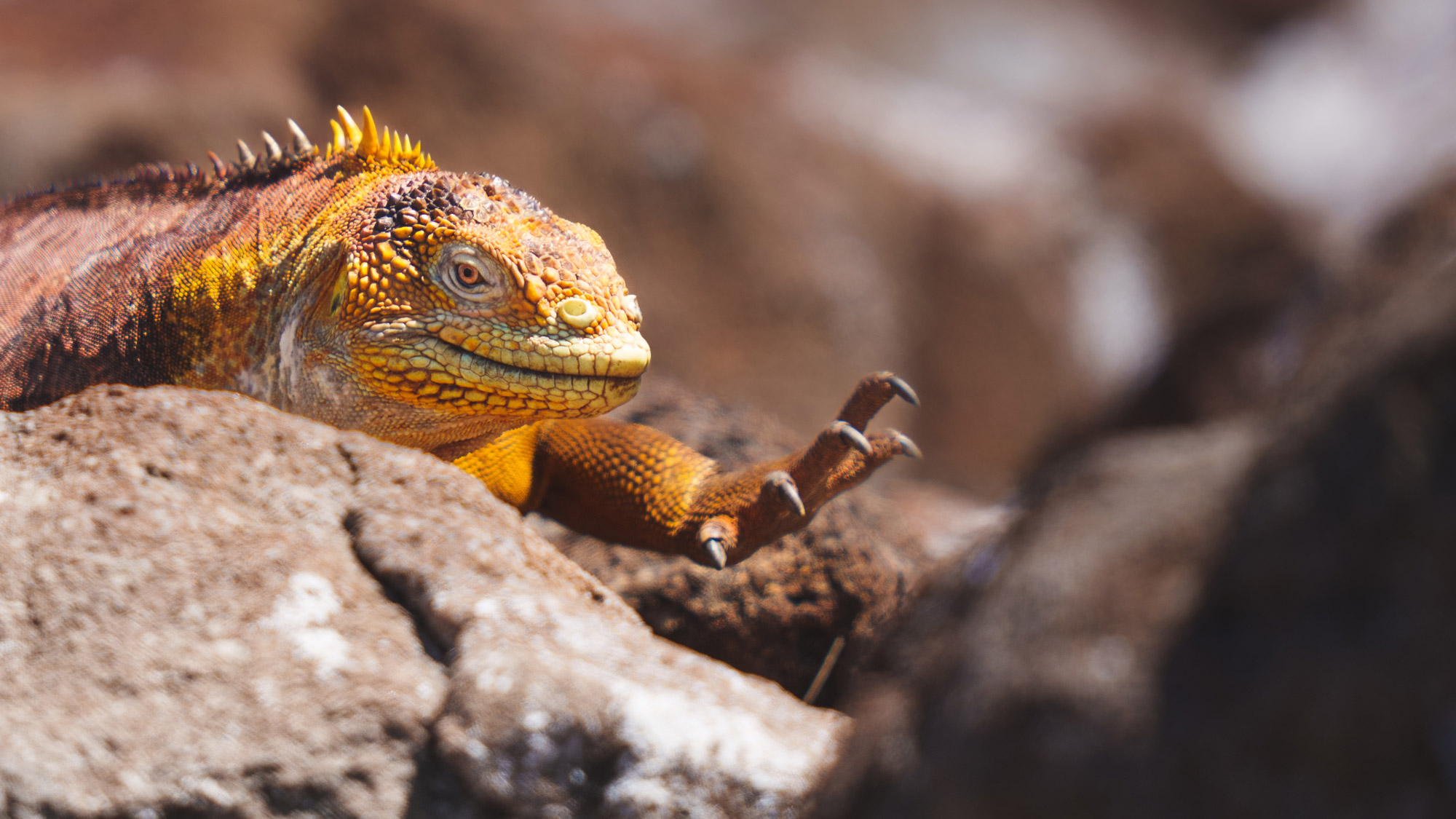 A land Iguana walking on rocks shot by Mark Rowe on the Sony A1.

