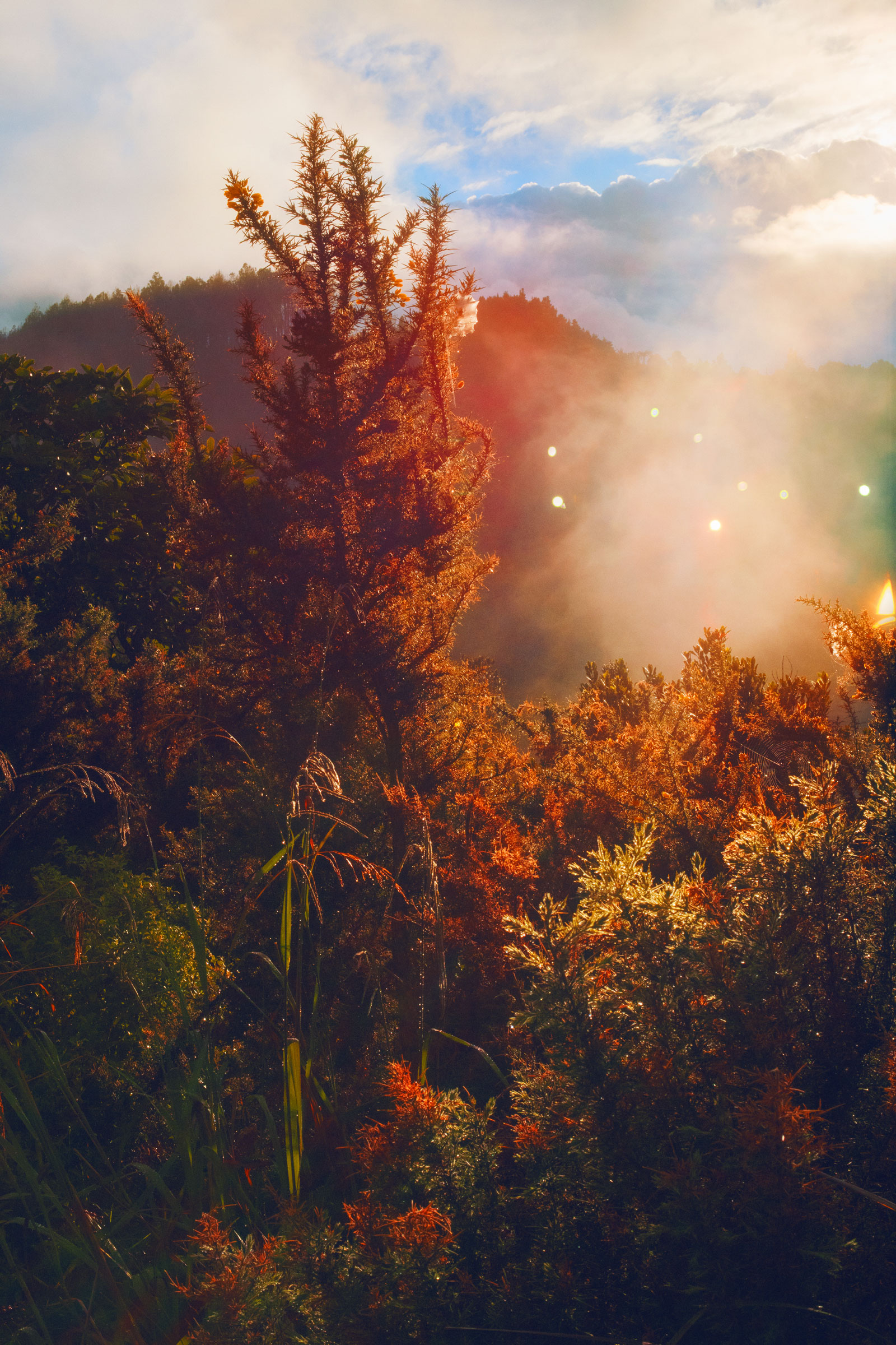 Trees and shrubs in bright orange-yellow tones, bathed in sunlight, shot and edited by Steph O’Connor