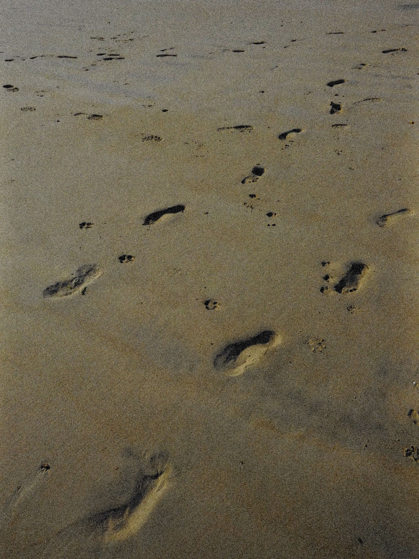 Nahaufnahme menschlicher und tierischer Fußabdrücke an einem Sandstrand.