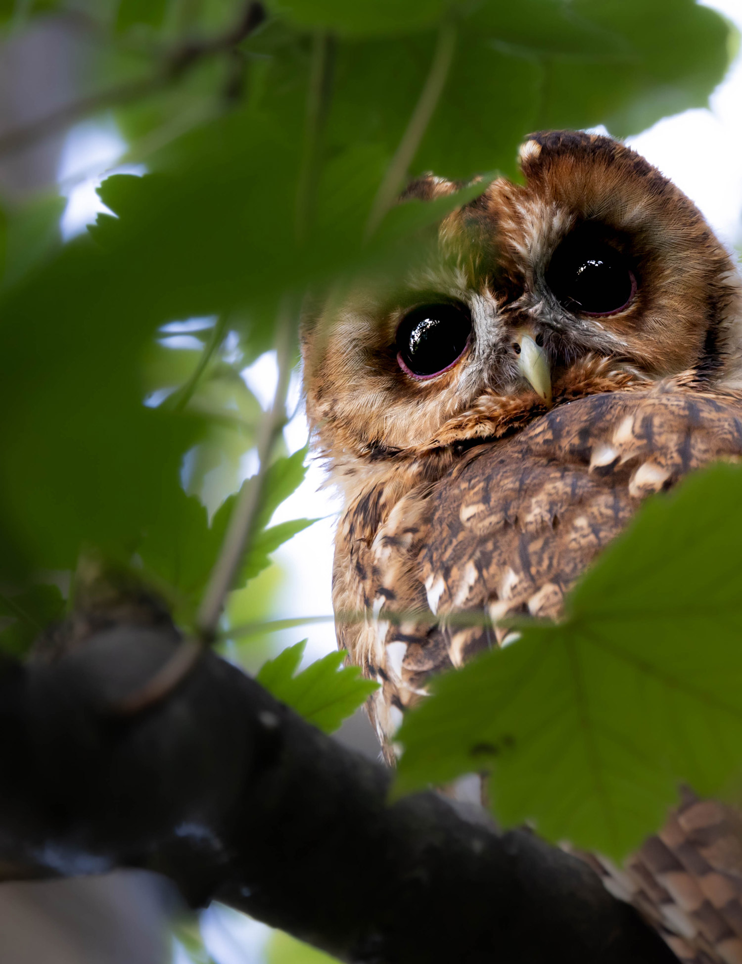A tawny owl stands on a branch