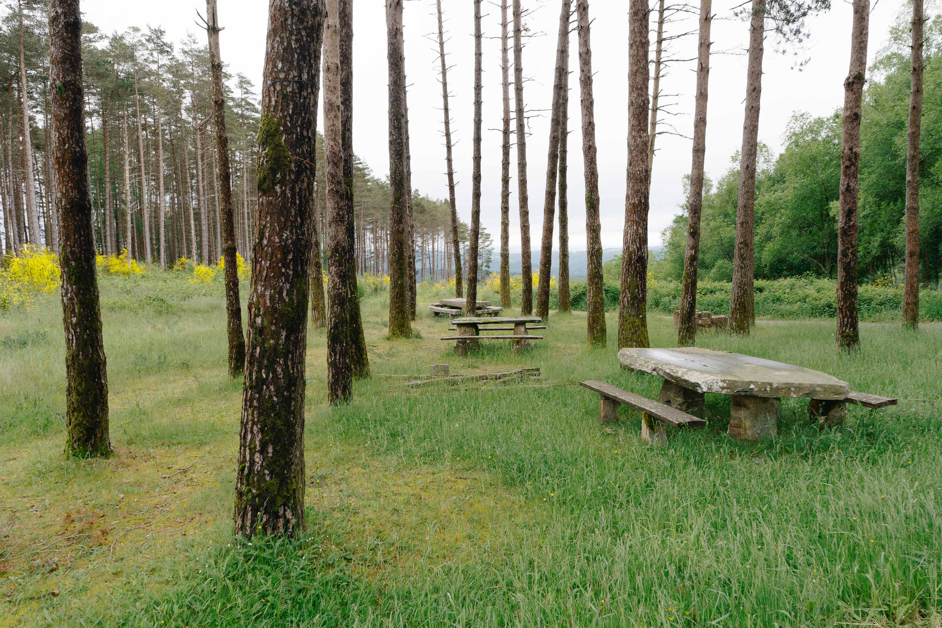 A wooded area with three stone benches in the middle of the frame. Taken by Connor Redmond on the Sony A7C II. 

