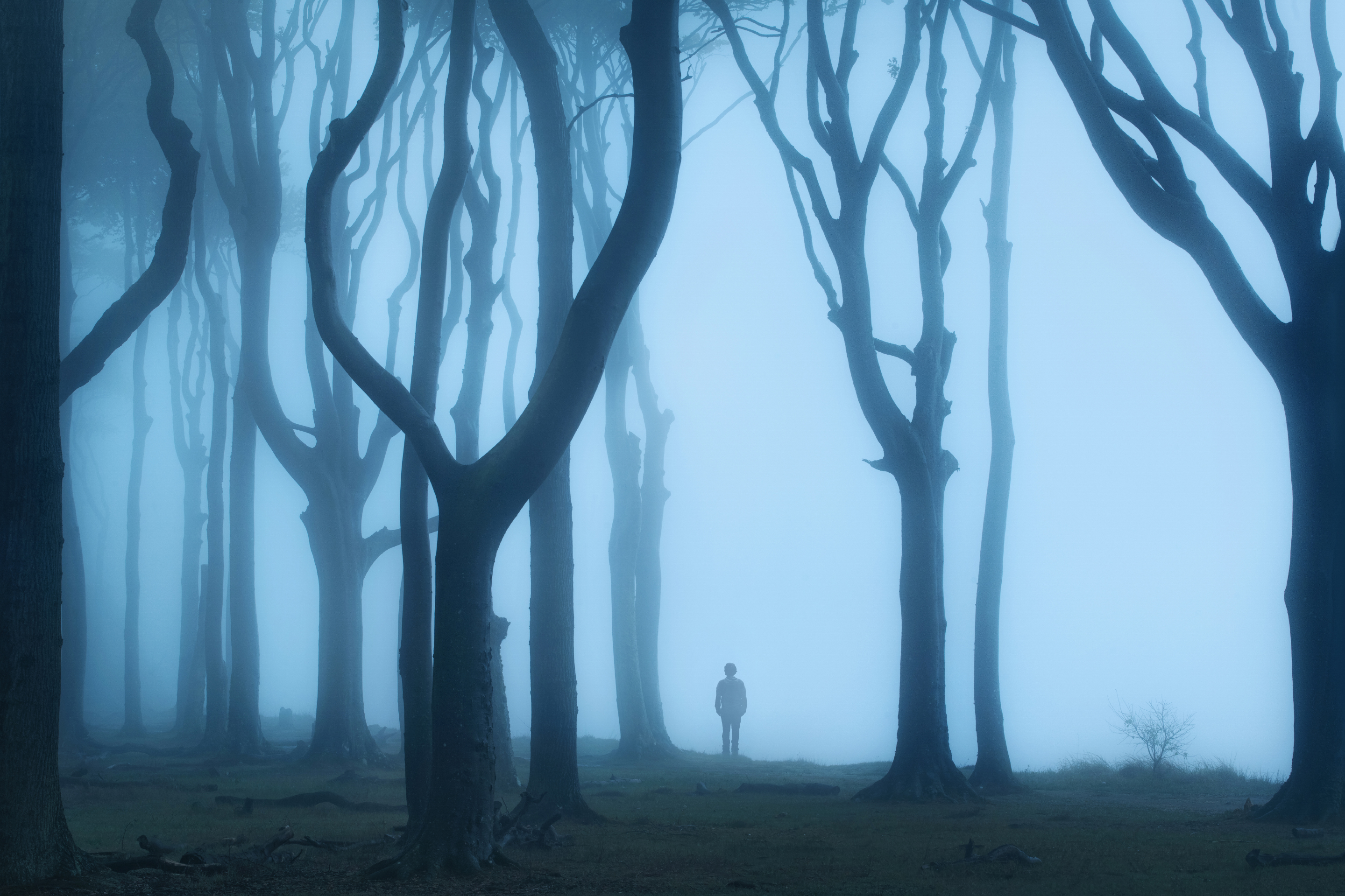 Waldfoto im Gespensterwald in Mecklenburg-Vorpommern. Knorrige Buchen an der Steilküste zur Ostsee sorgen im Nebel für eine Atmosphäre, die dem Namen des Waldes alle Ehre macht. Die Silhouette einer Person im Hintergrund trägt zusätzlich zur mystischen Stimmung bei. Aufgenommen von Kilian Schönberger mit einer Nikon D850.