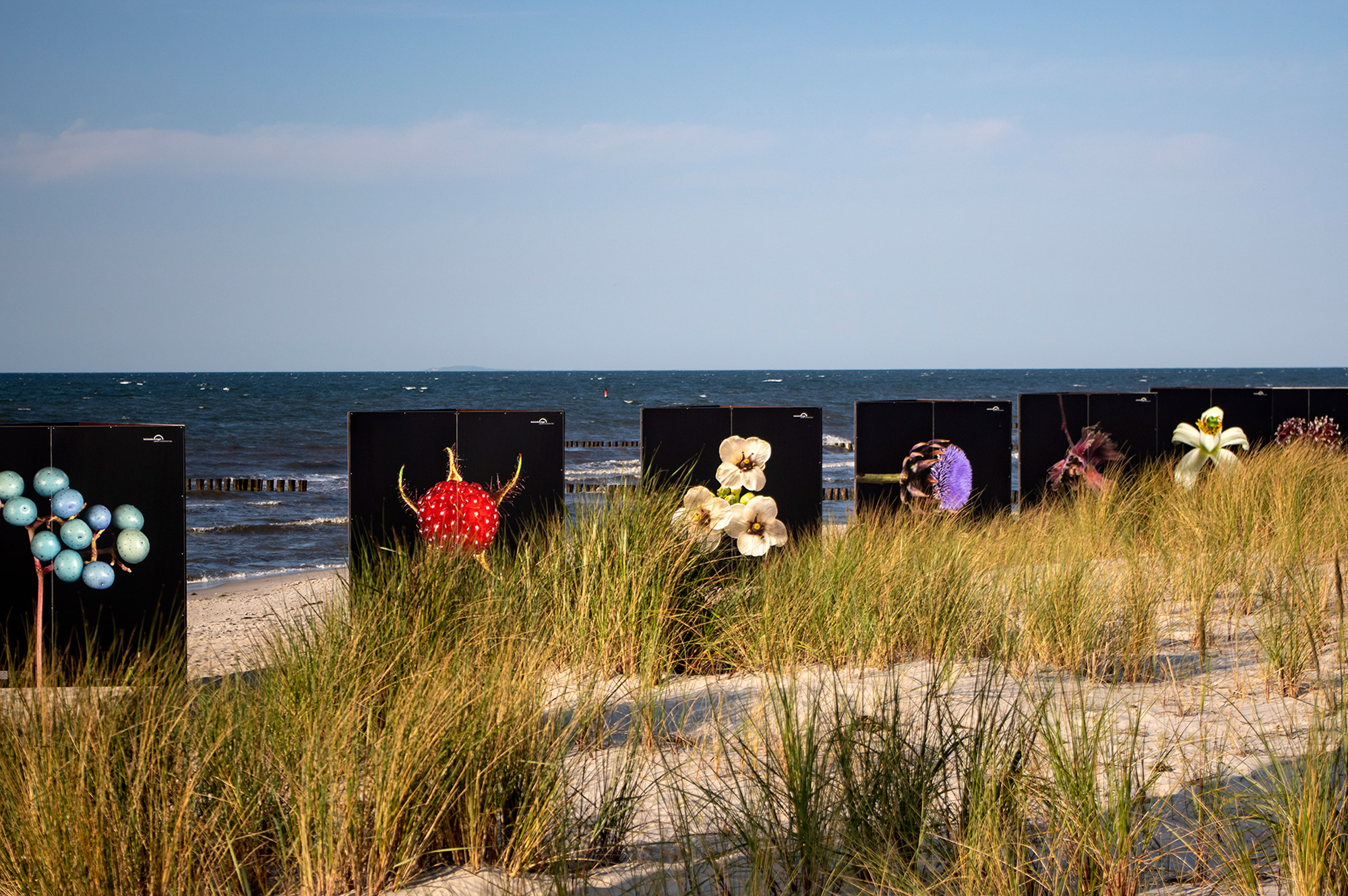 Eine Reihe von großen Leinwänden des Fotoprojekts “Flora Obscura” am Strand in Zingst 

