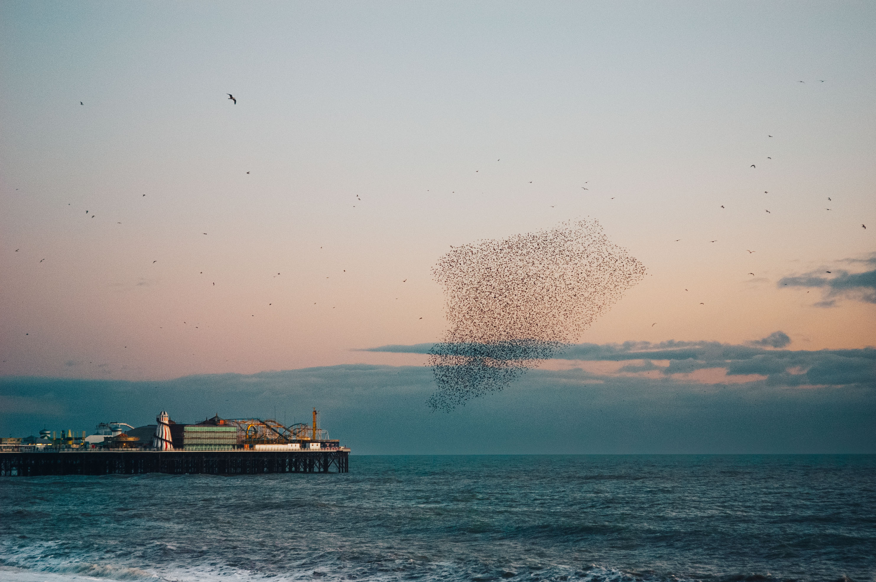 Vogel murmuraties boven de pier van Brighton in de schemering, gefotografeerd door Ian Howorth.