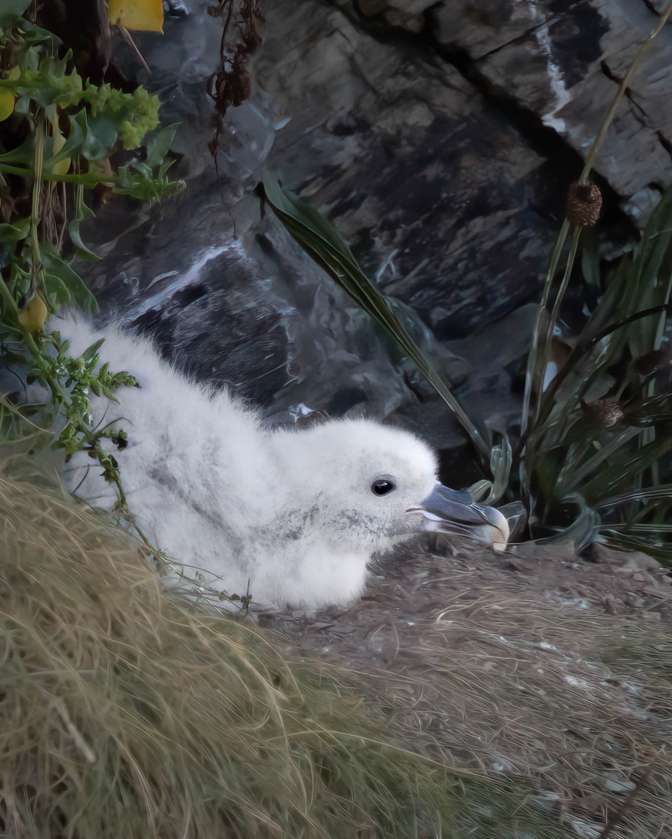 A baby fulmar bird perched on the cliff edge. Photo by Hannah Stitfall with a Canon EOS R5.