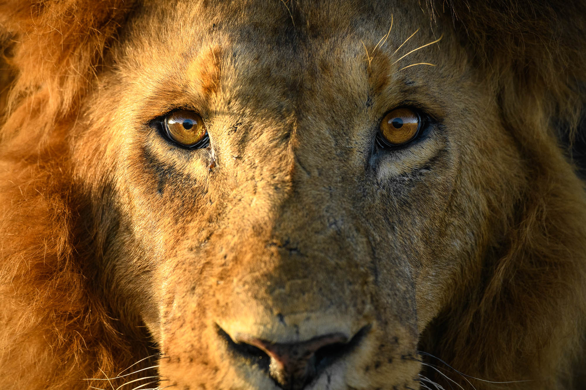 A close-up of a lion’s face, shot by Richard Peters with a Nikon D850.