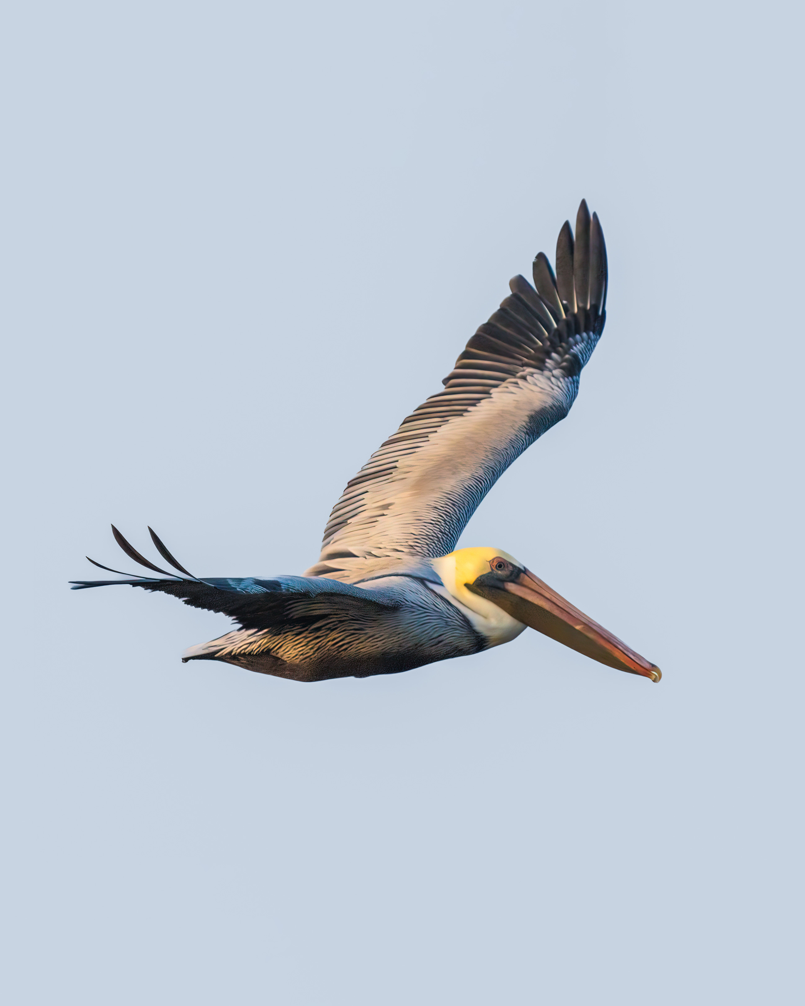 Pelican with outstretched wings soaring in North Carolina

