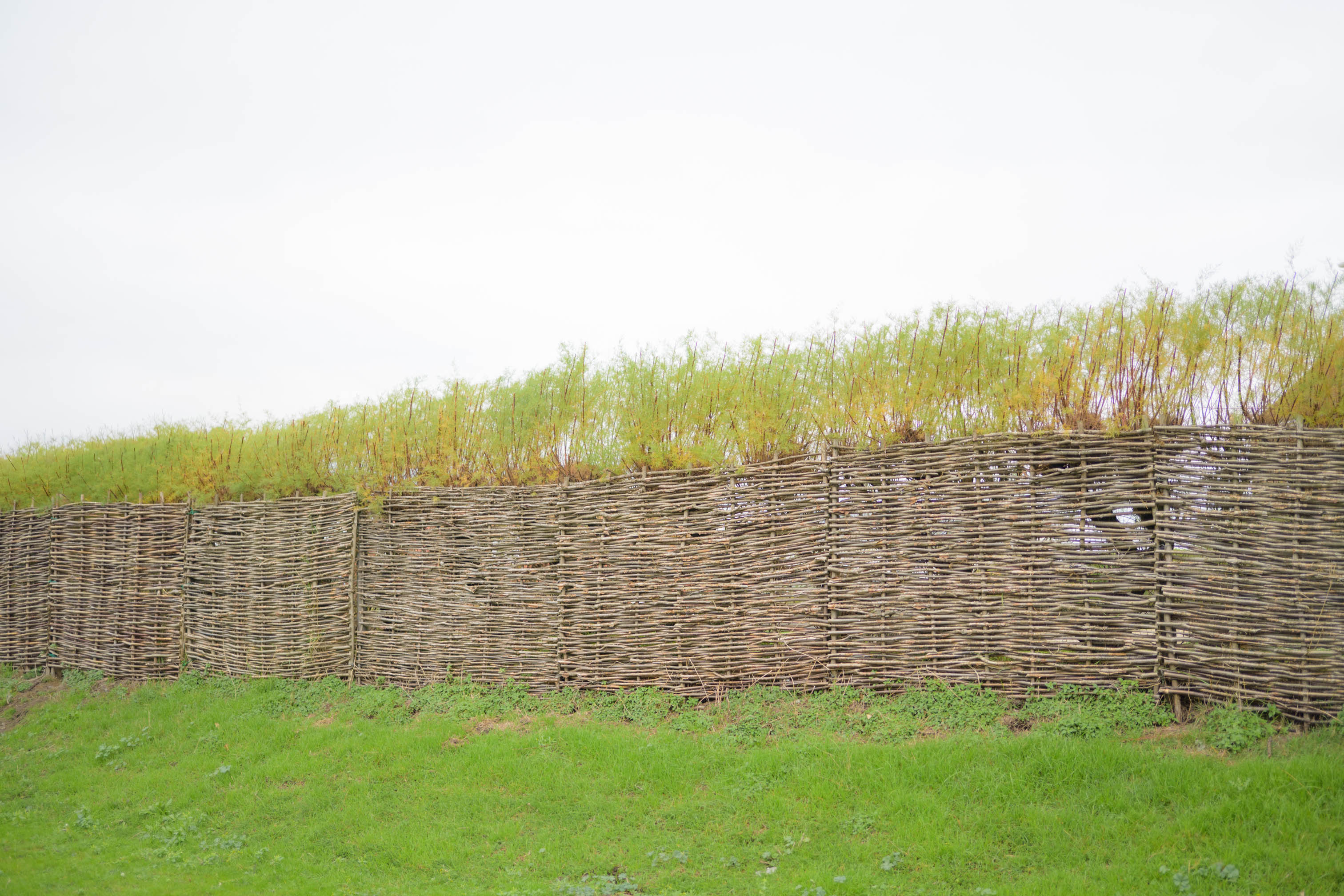 Woven wooden fence running across a grassy embankment, photographed with the Nikon Zf by Connor Redmond. 
