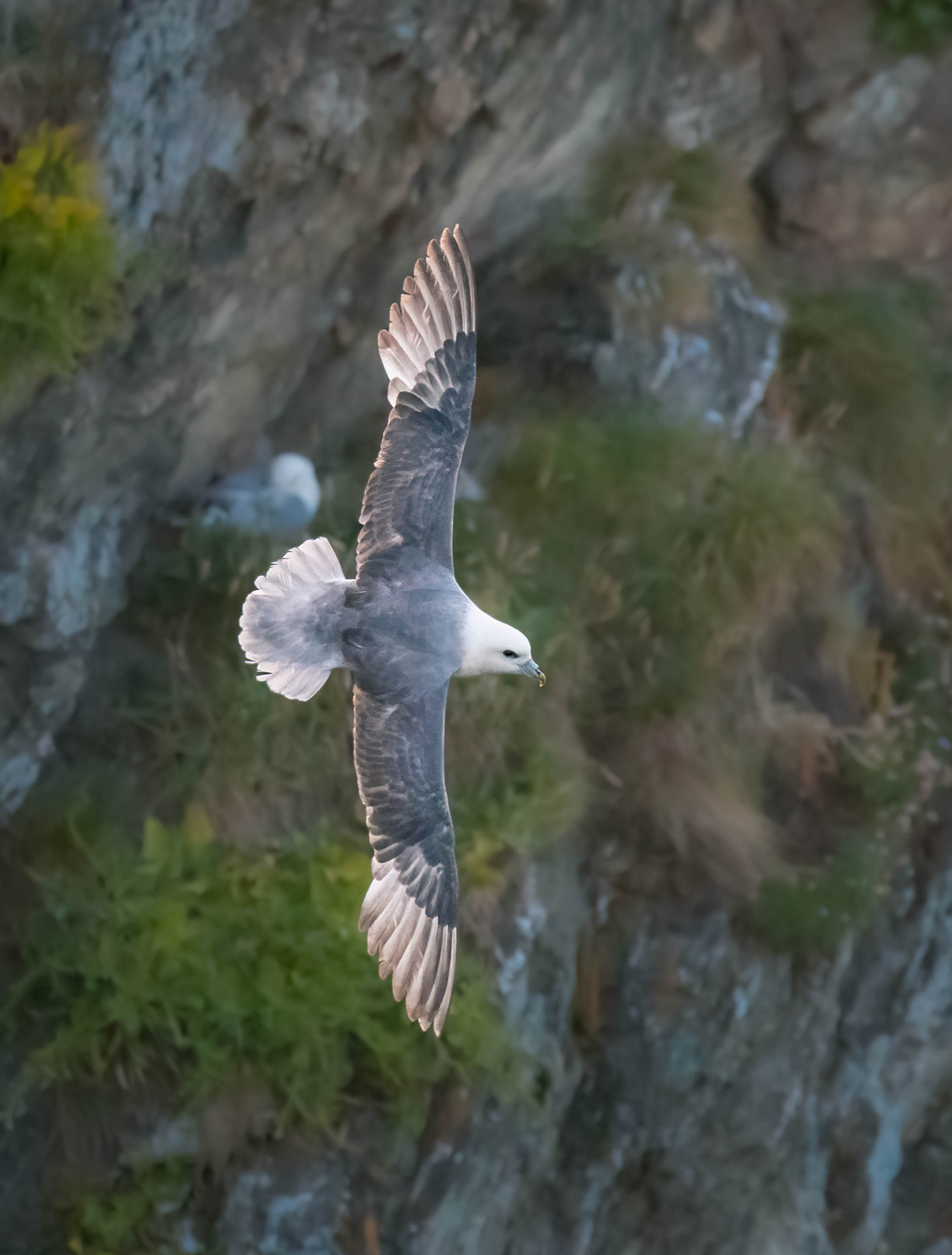 A fulmar bird in flight by a cliff’s edge. Photo by Hannah Stitfall with a Canon EOS R5.
