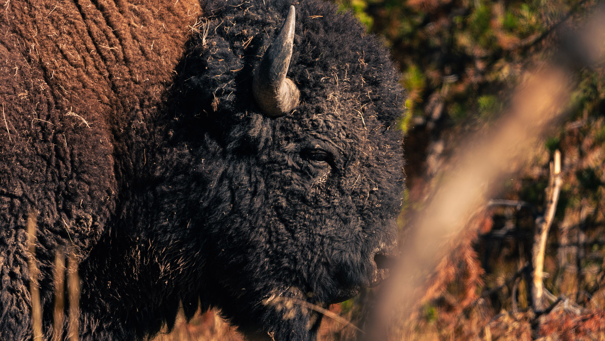 Wyoming bison tight shot