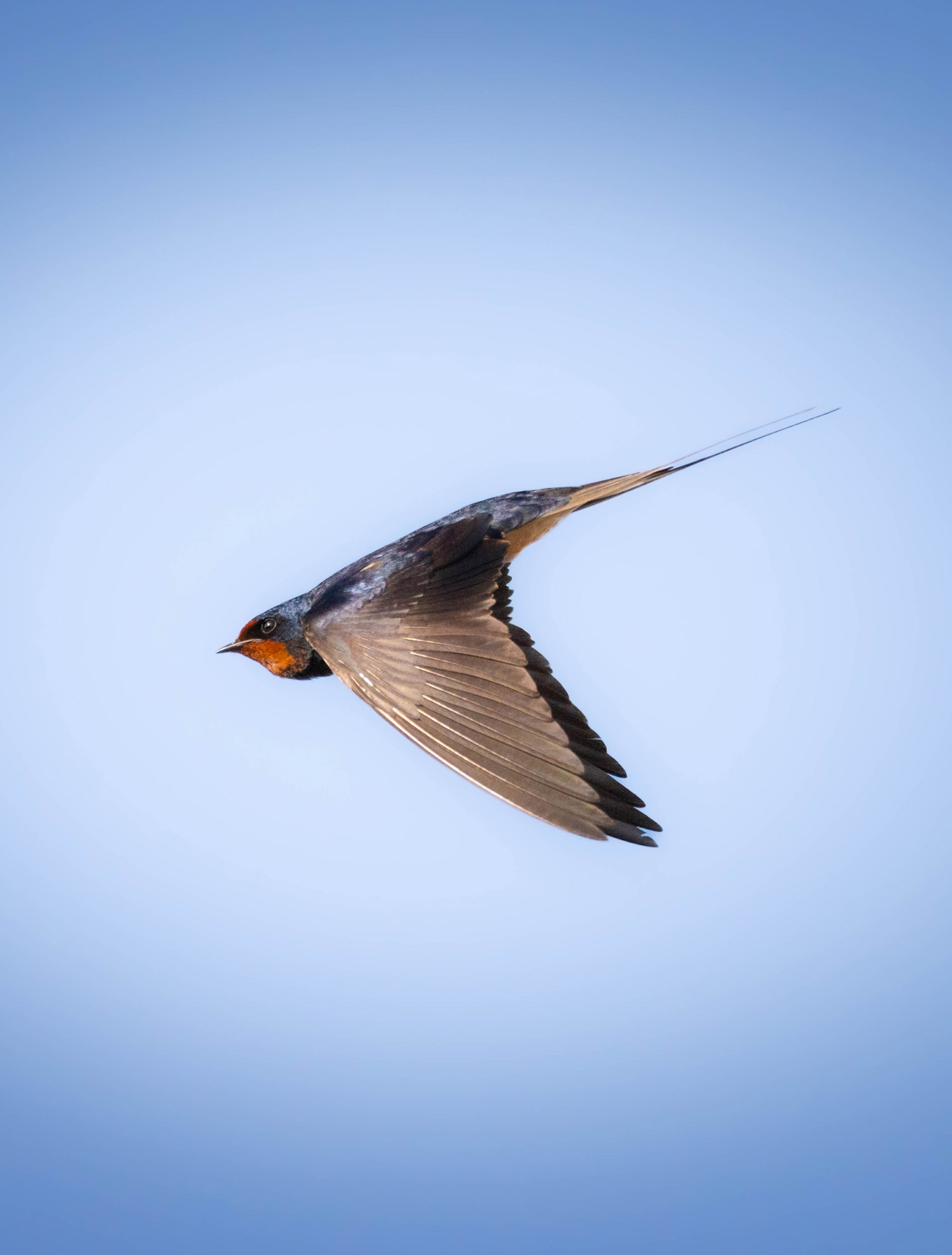 A swallow flying