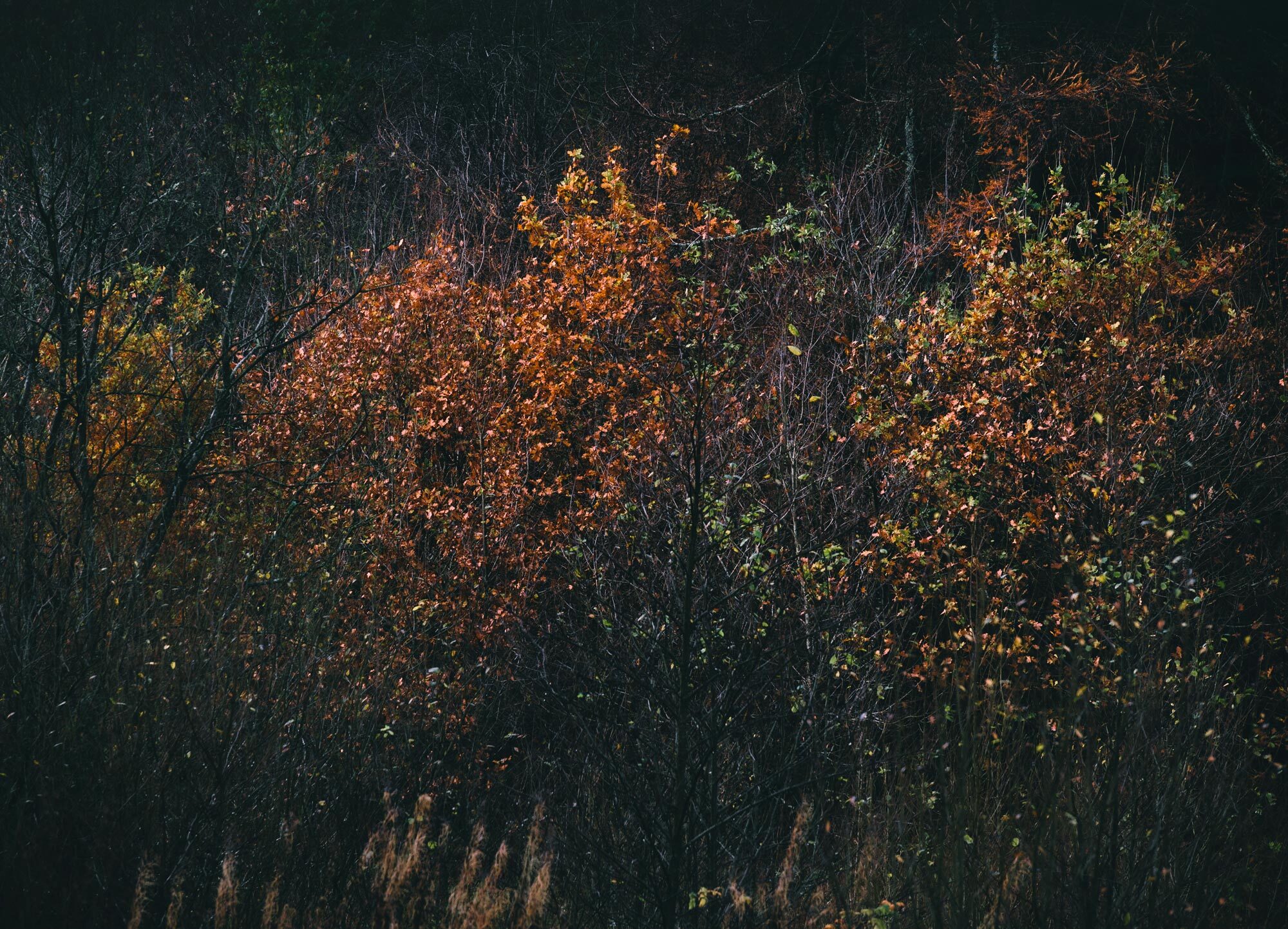 Trees with brown and green leaves in a woodland shot by Scott Jessiman with a Nikon Z6 II
