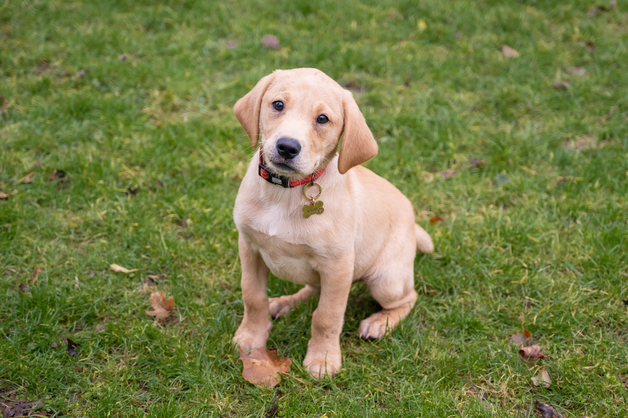 Portrait of a golden Labrador puppy sitting on grass, demonstrating the Nikon Zf’s eye autofocus and subject detection performance, by Amy Moore. 
