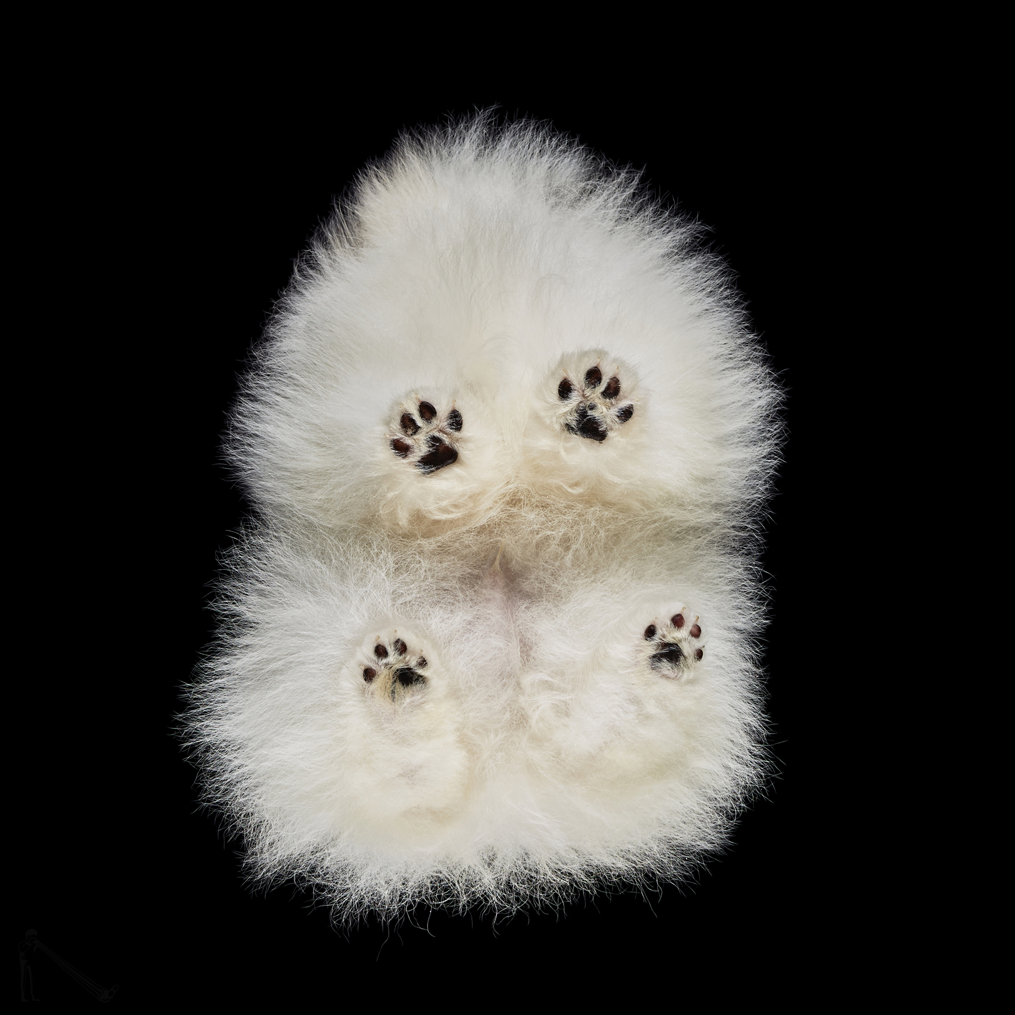 Under-Dogs by photographer Andrius Burba, a fluffy white dog with its face obscured by its fur, shot against a black background