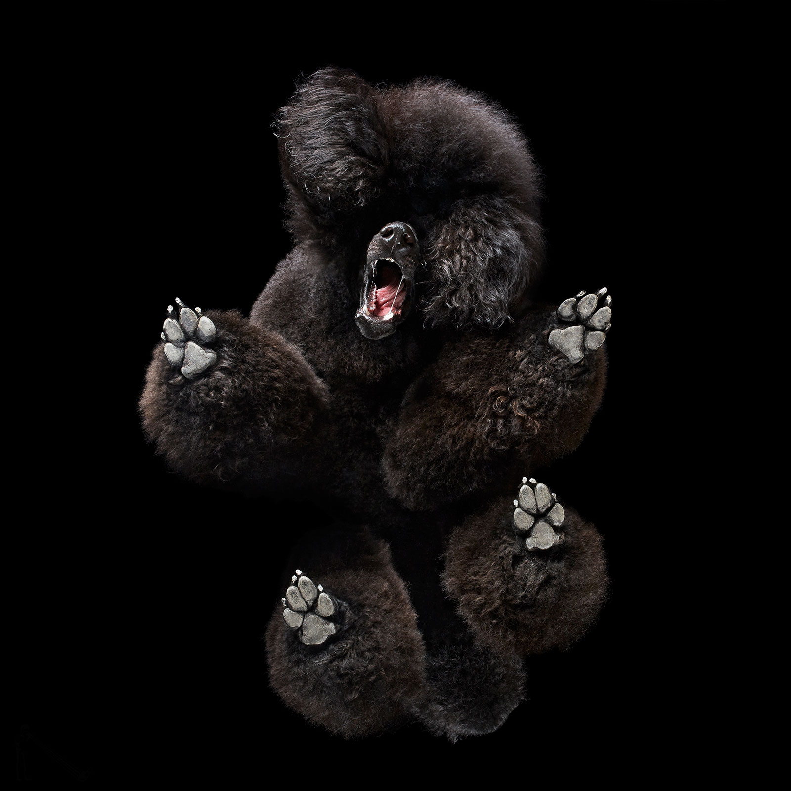 Under-Dogs by photographer Andrius Burba, a black poodle-like dog with its mouth open looks down at the camera, shot from underneath against a black background
