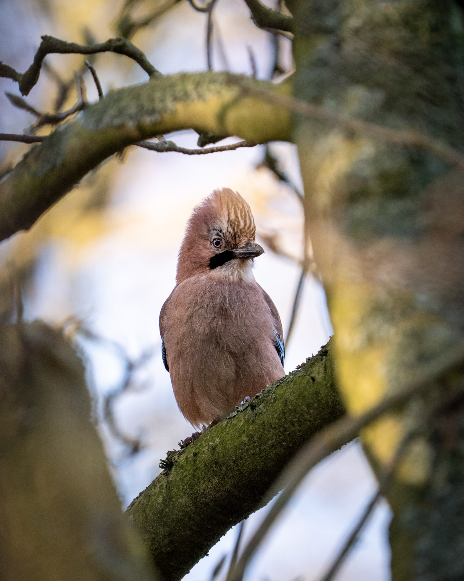 Rustige natuurfoto van een Vlaamse gaai op een tak, vastgelegd met zacht licht, natuurlijke kleuren en een serene bosomgeving.