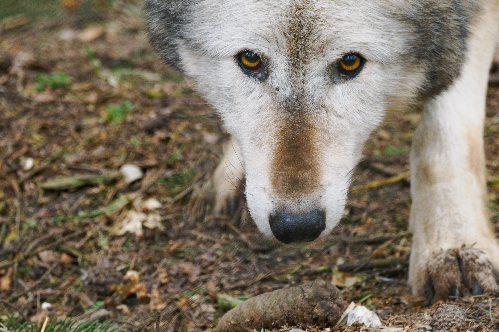Een wolf kijkt recht omhoog in de lens, in New Forest Wildlife Park, foto door Connor Redmond met het OM System OM-1.
