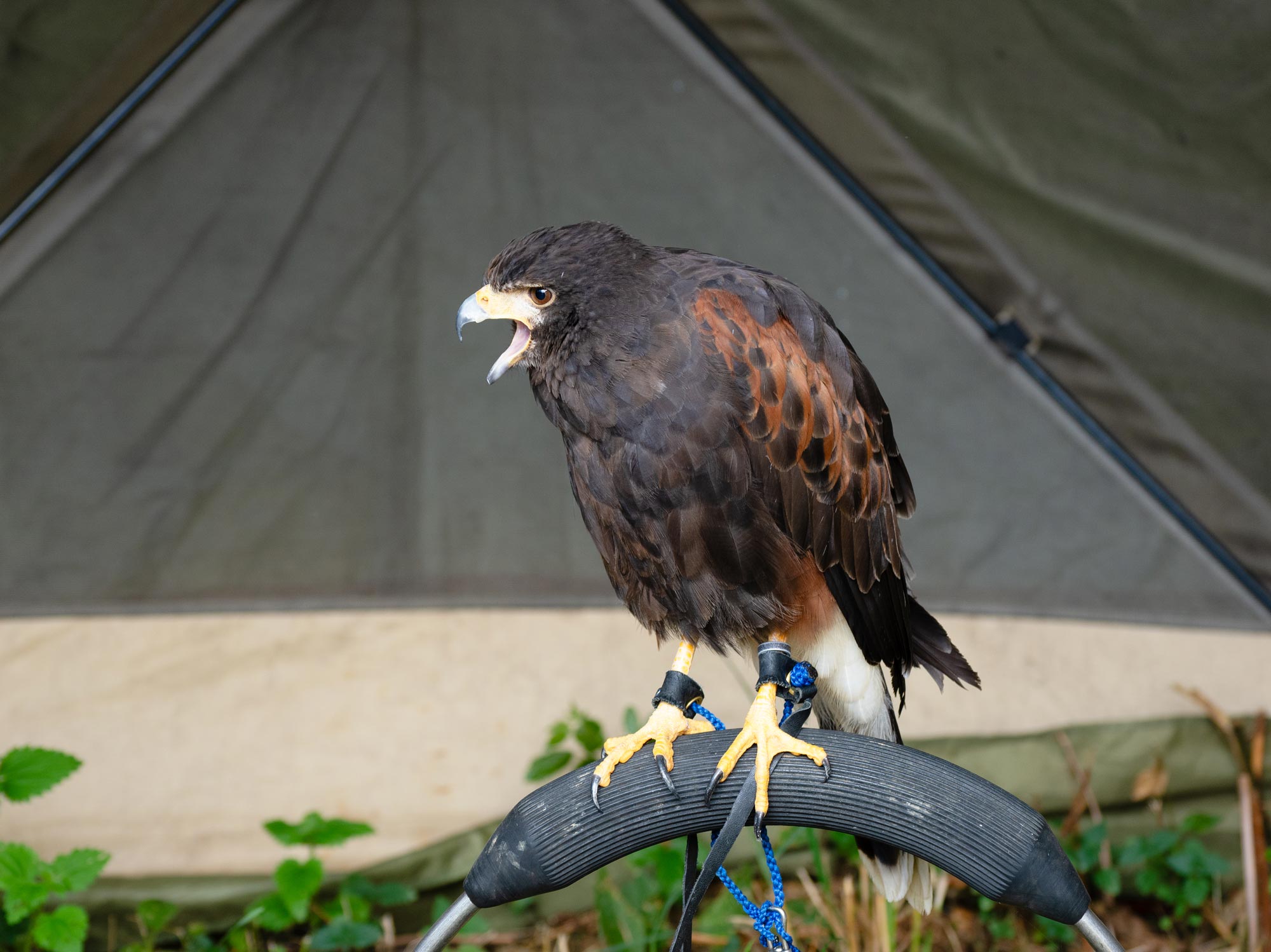 A close up of a bird of prey with brown feathers. Its beak is open, and its claws are attached to a blue rope to secure it. It is perched on a piece of rubber. 