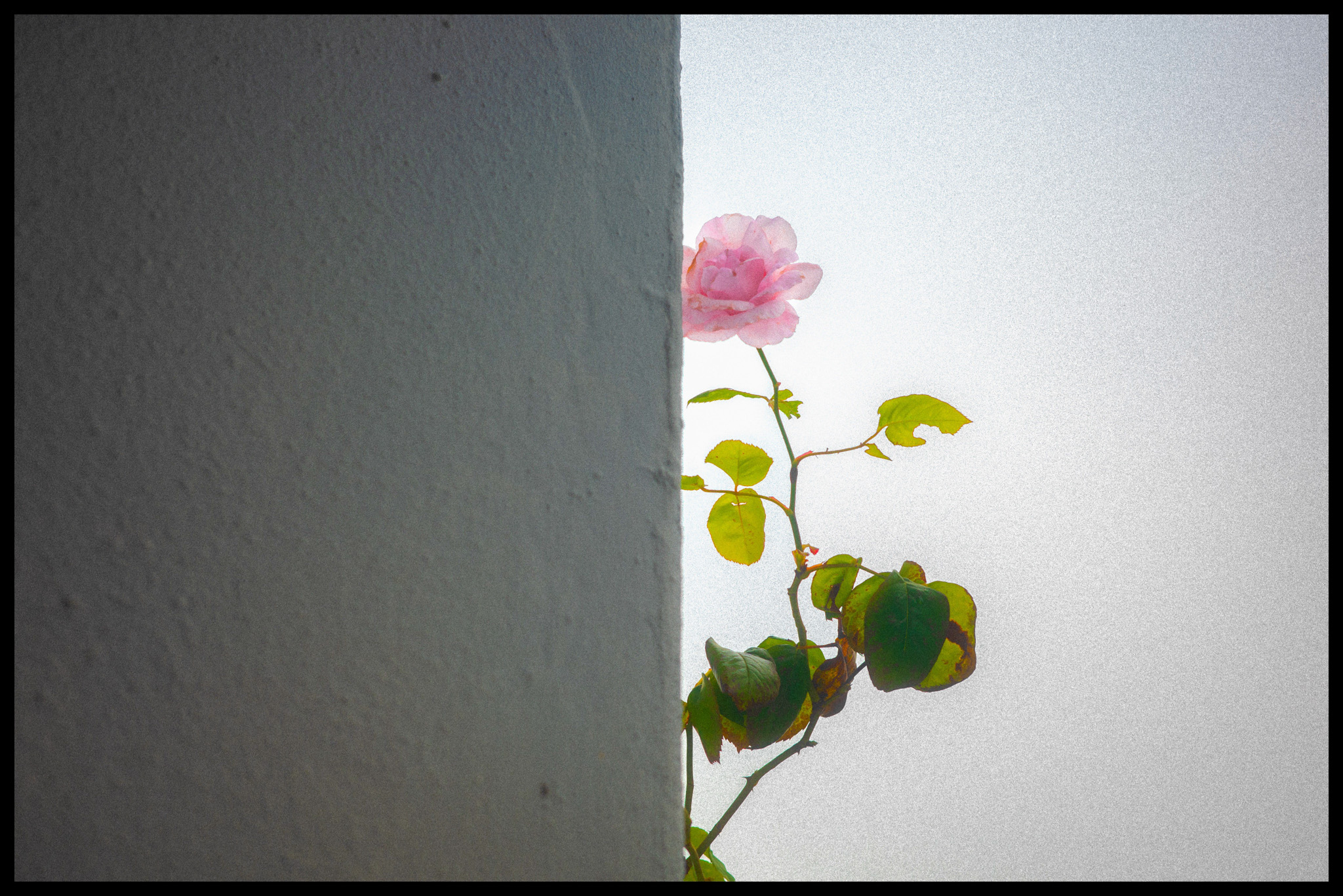 Eine einzelne rosa Rose neben einer weißen Wand in der Mitte des Bildes. Von Adam Hince.