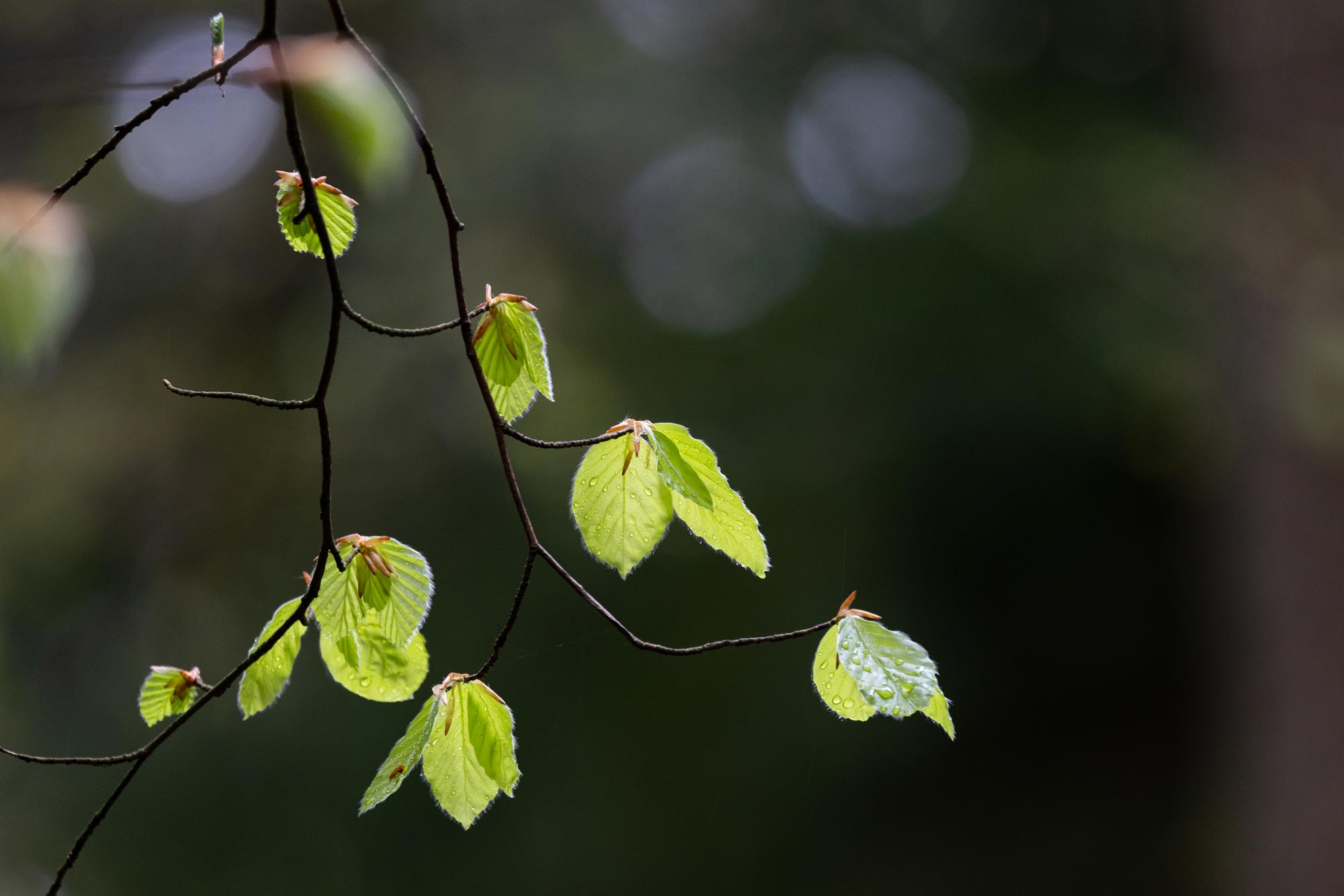 A singular wispy branch of a tree is in focus in the foreground, with droplets of water sitting on its leaves. The background is out of focus.