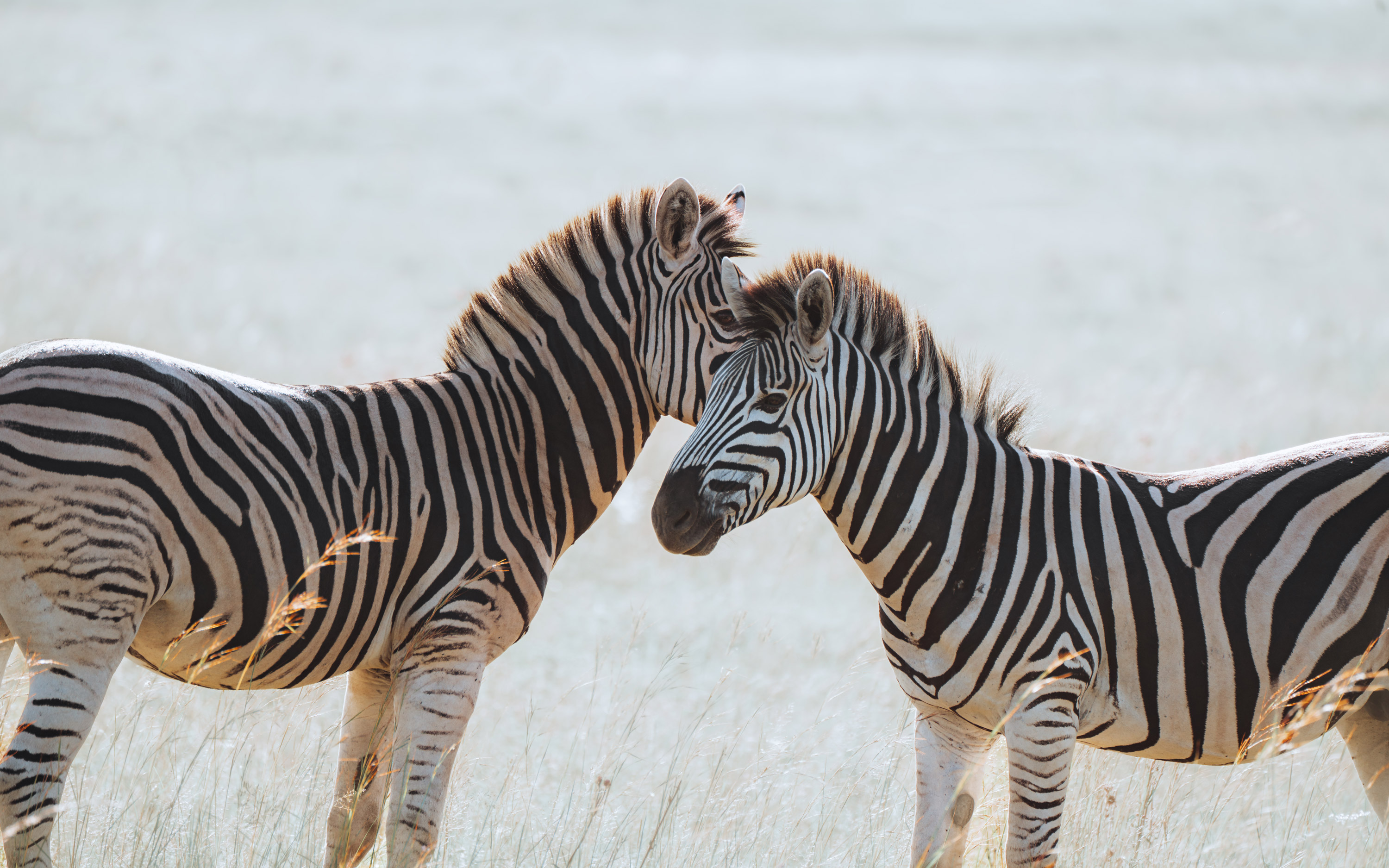 Zwei Zebras in freier Wildbahn, die die Köpfe zusammenstecken, aufgenommen von Ester Turri mit einer Sony A7 IV 


